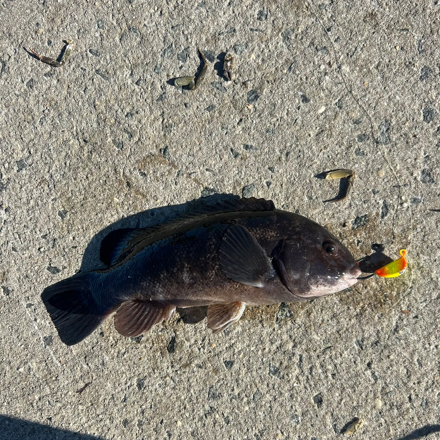 angler catch