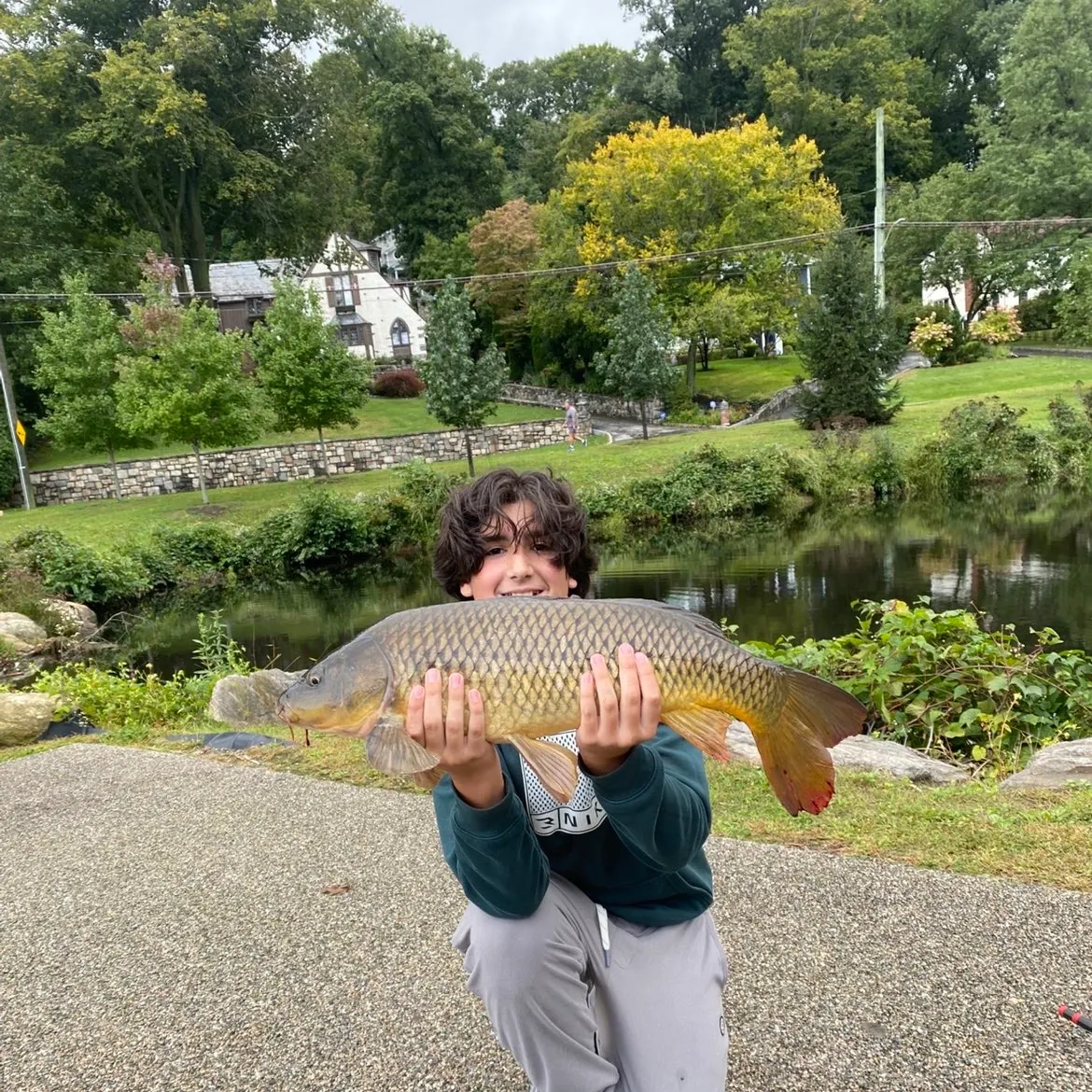 Common carp caught on Fishbrain