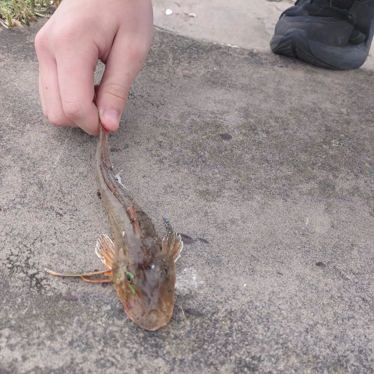 The most recent Tub gurnard catches on Fishbrain