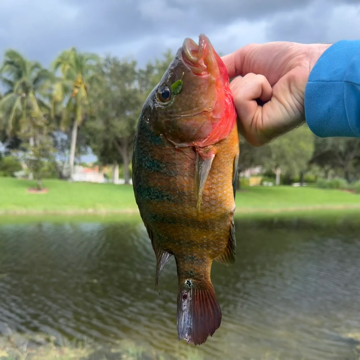 Mayan cichlid caught on Fishbrain