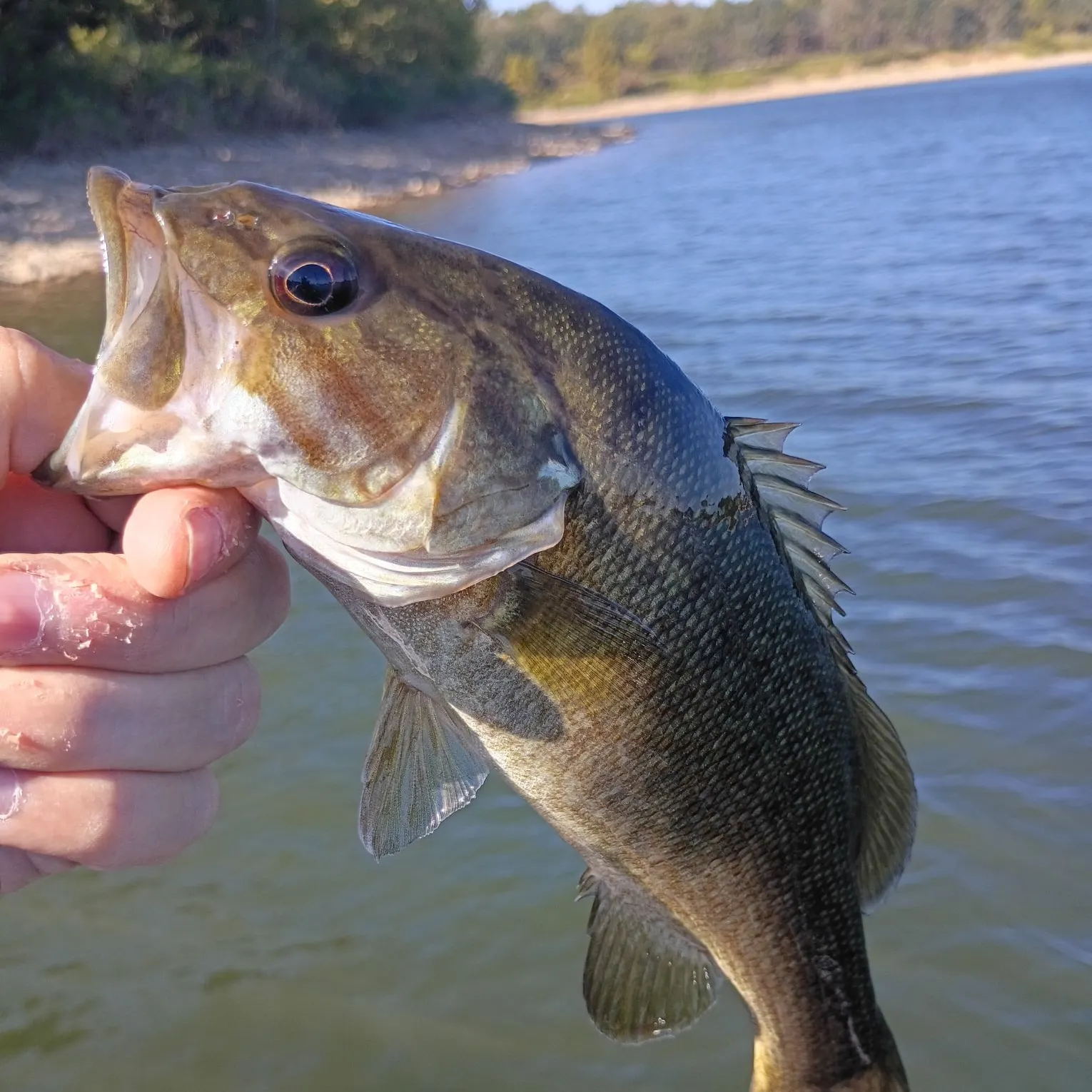 Smallmouth bass caught on Fishbrain