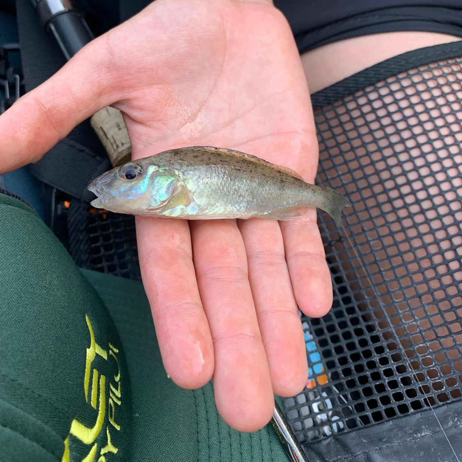 Eurasian ruffe caught on Fishbrain