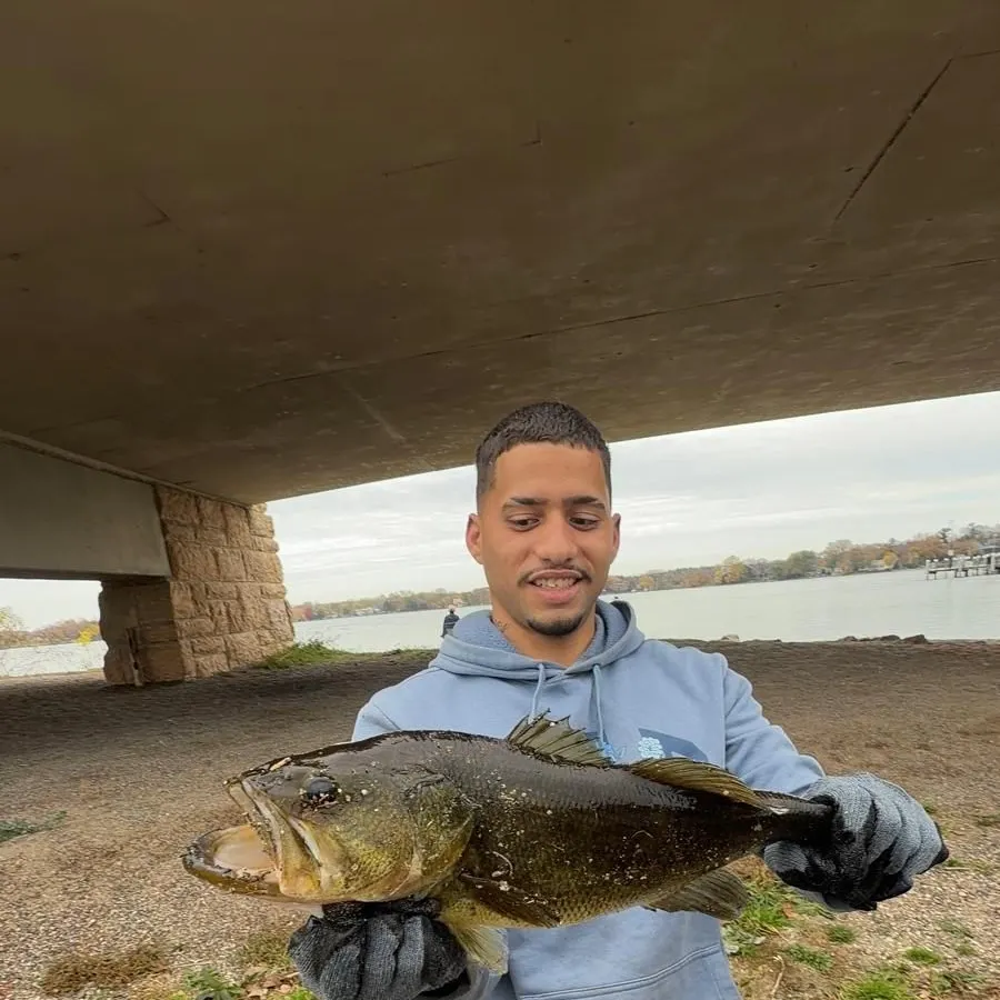 Largemouth bass caught on Fishbrain