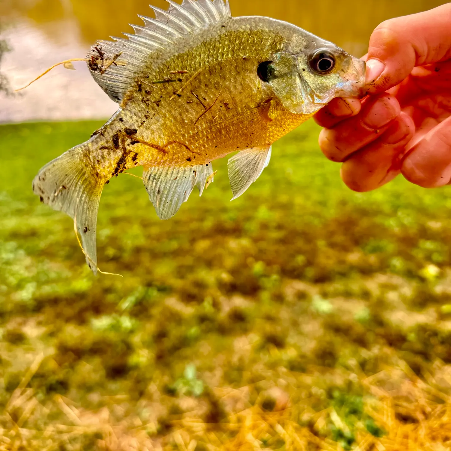 Bluegill caught on Fishbrain