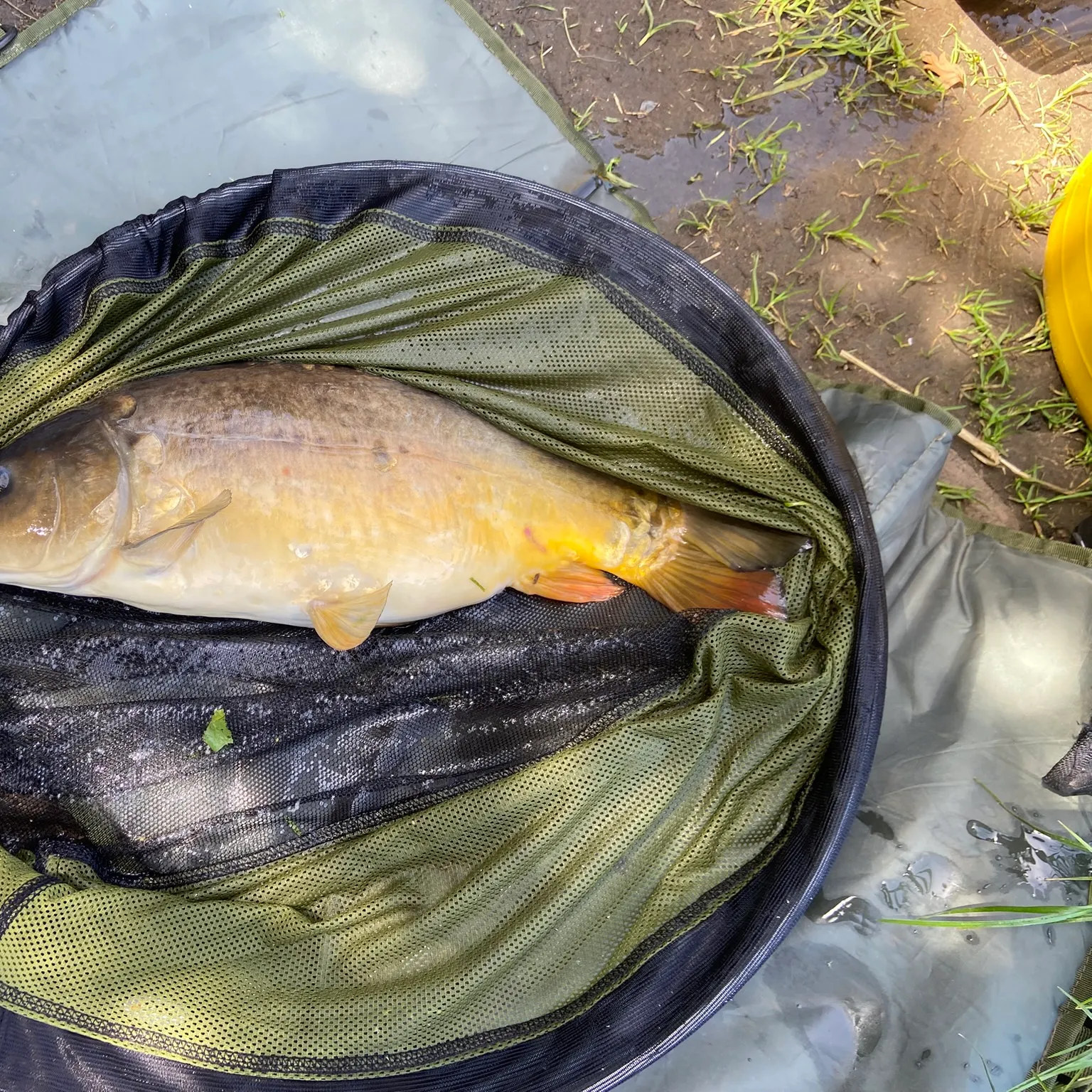 The most recent Mirror carp catches on Fishbrain