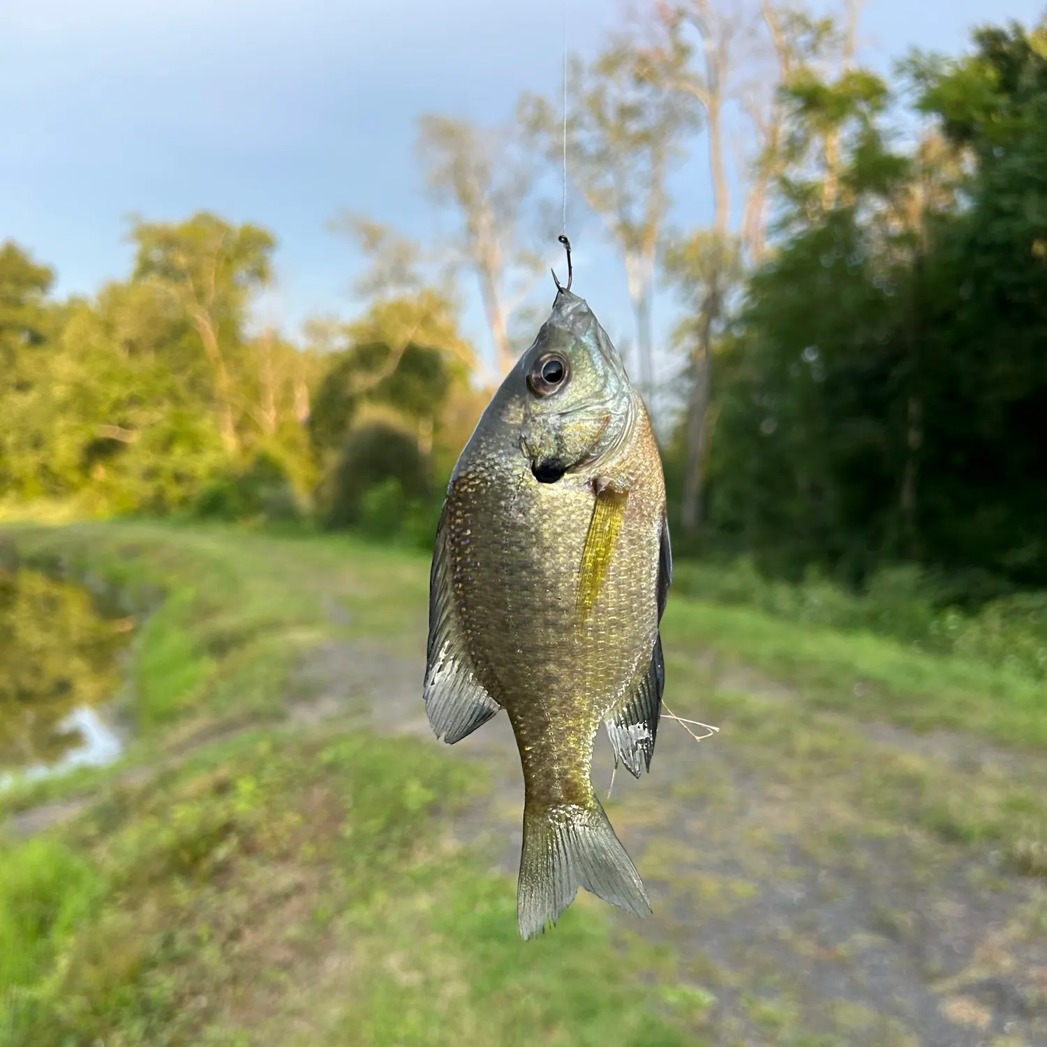 Bluegill caught on Fishbrain