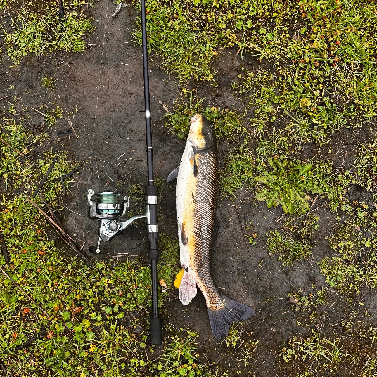 The most recent Largescale sucker catches on Fishbrain
