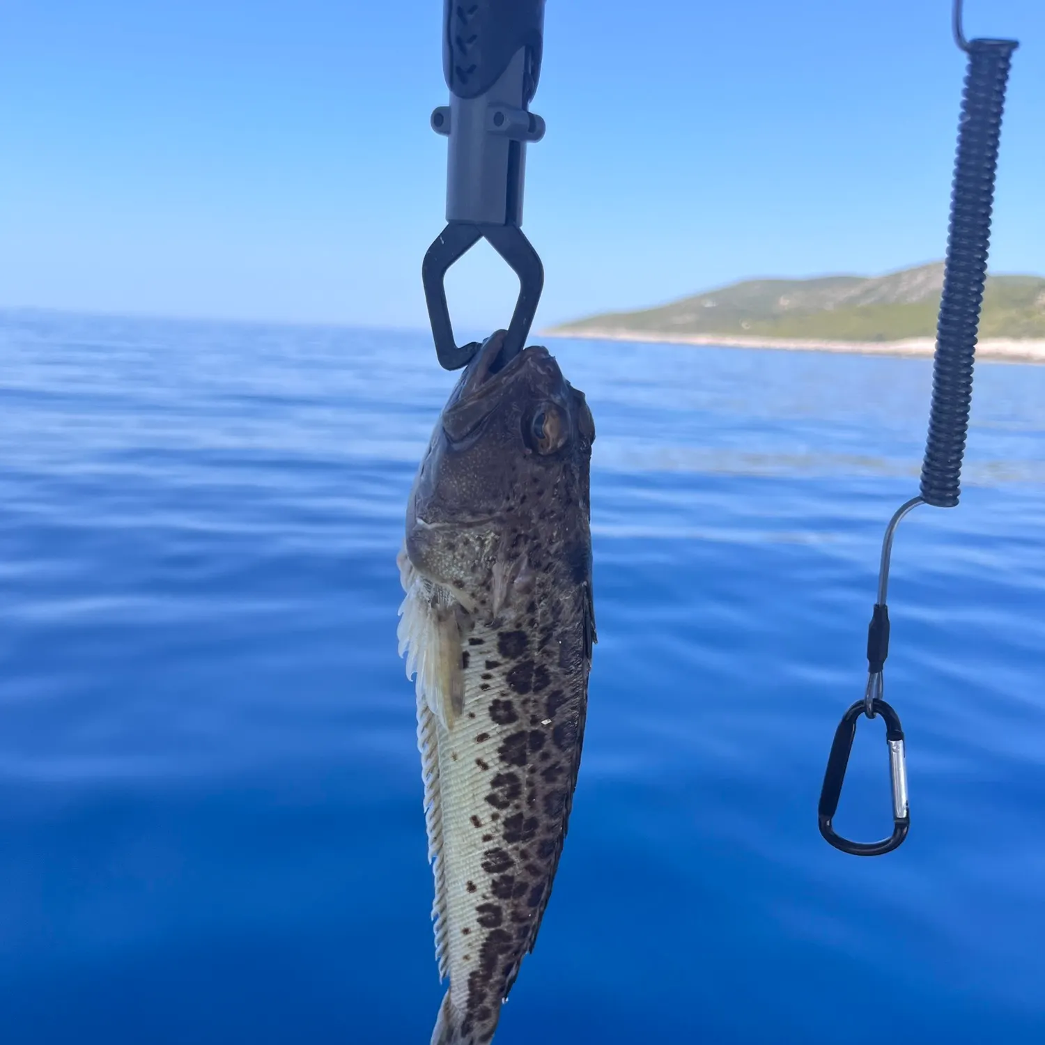 The most recent Greater weever catches on Fishbrain