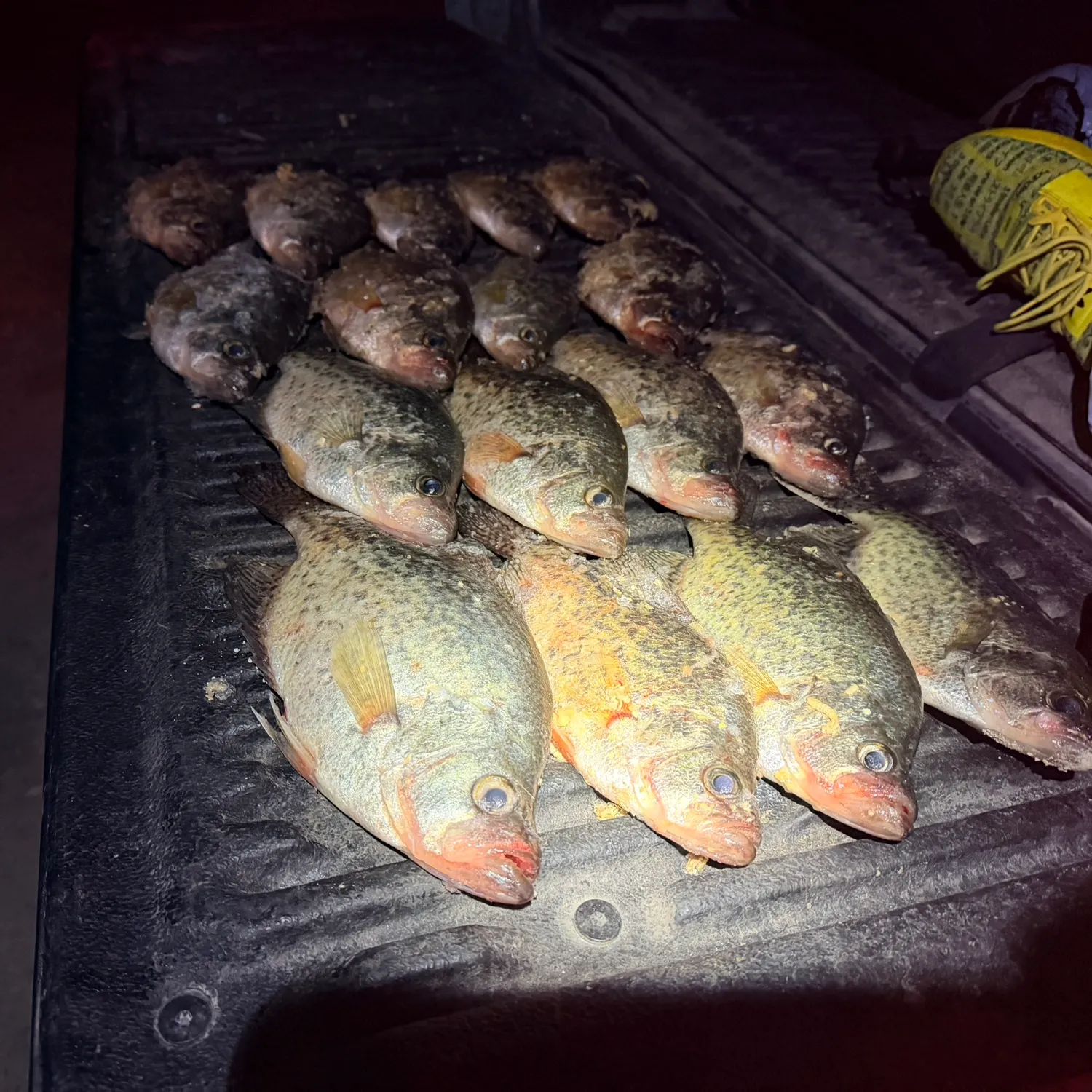 recently logged catches