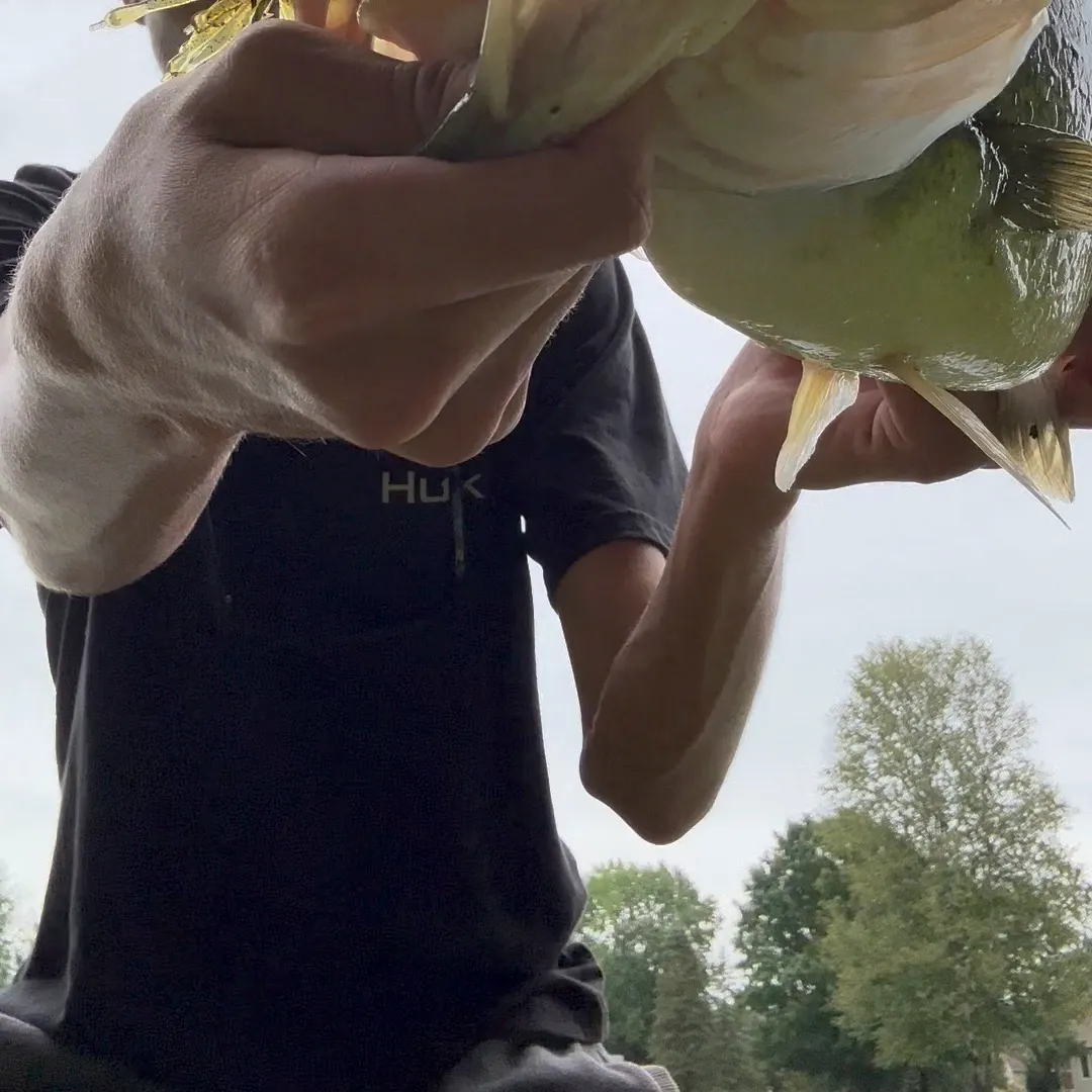 Largemouth bass caught on Fishbrain