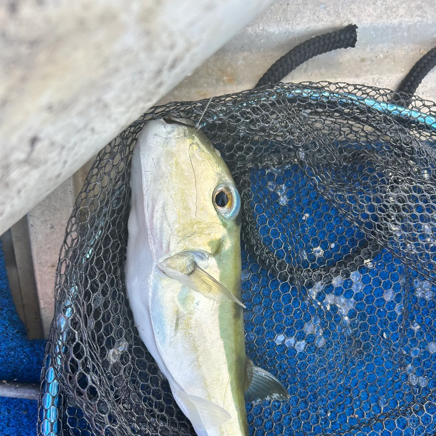 The most recent Smooth puffer catches on Fishbrain