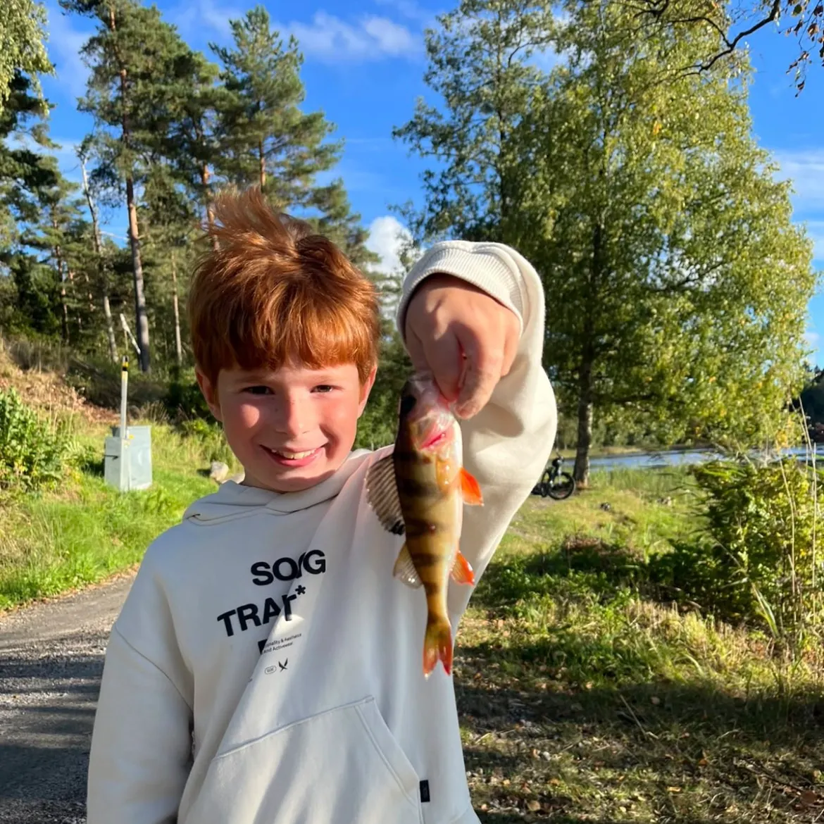 European perch caught on Fishbrain