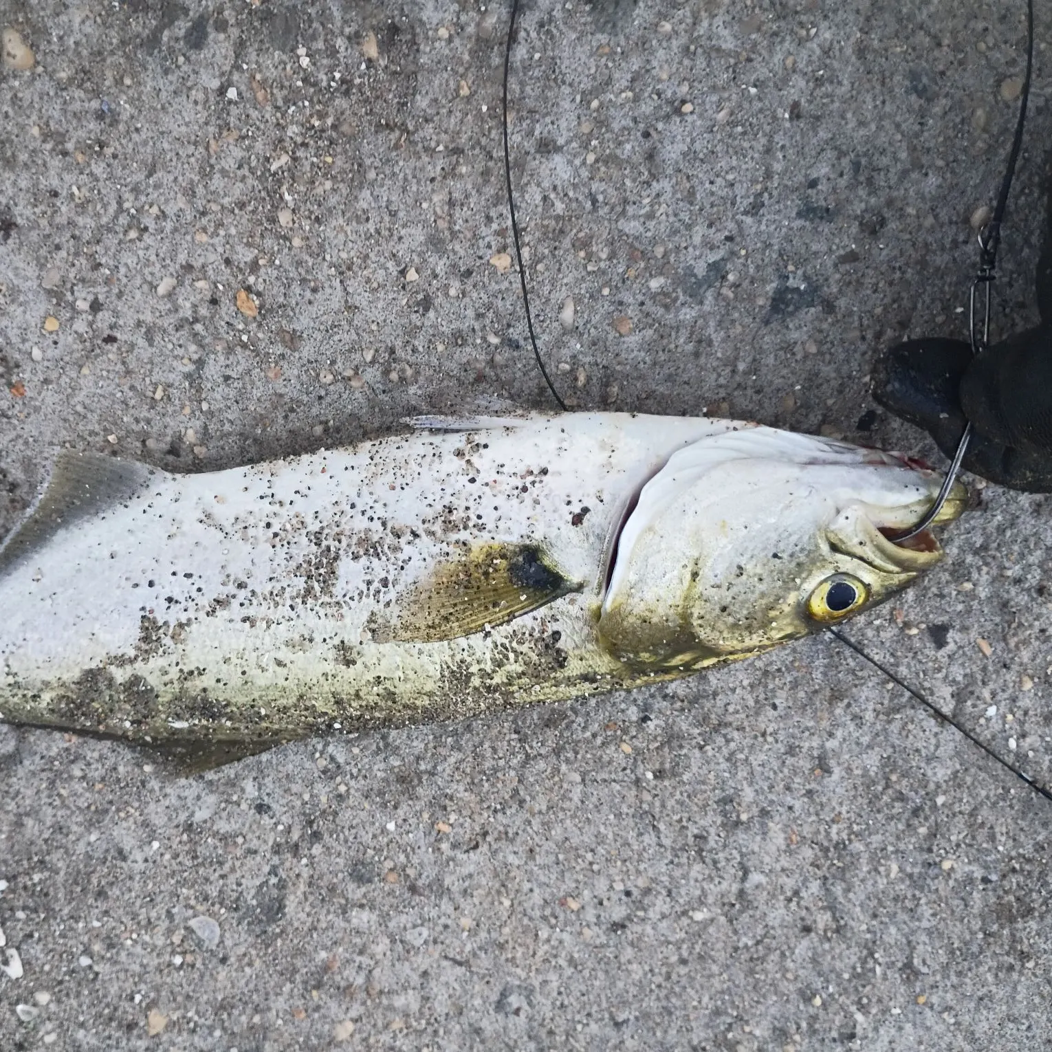 Bluefish caught on Fishbrain