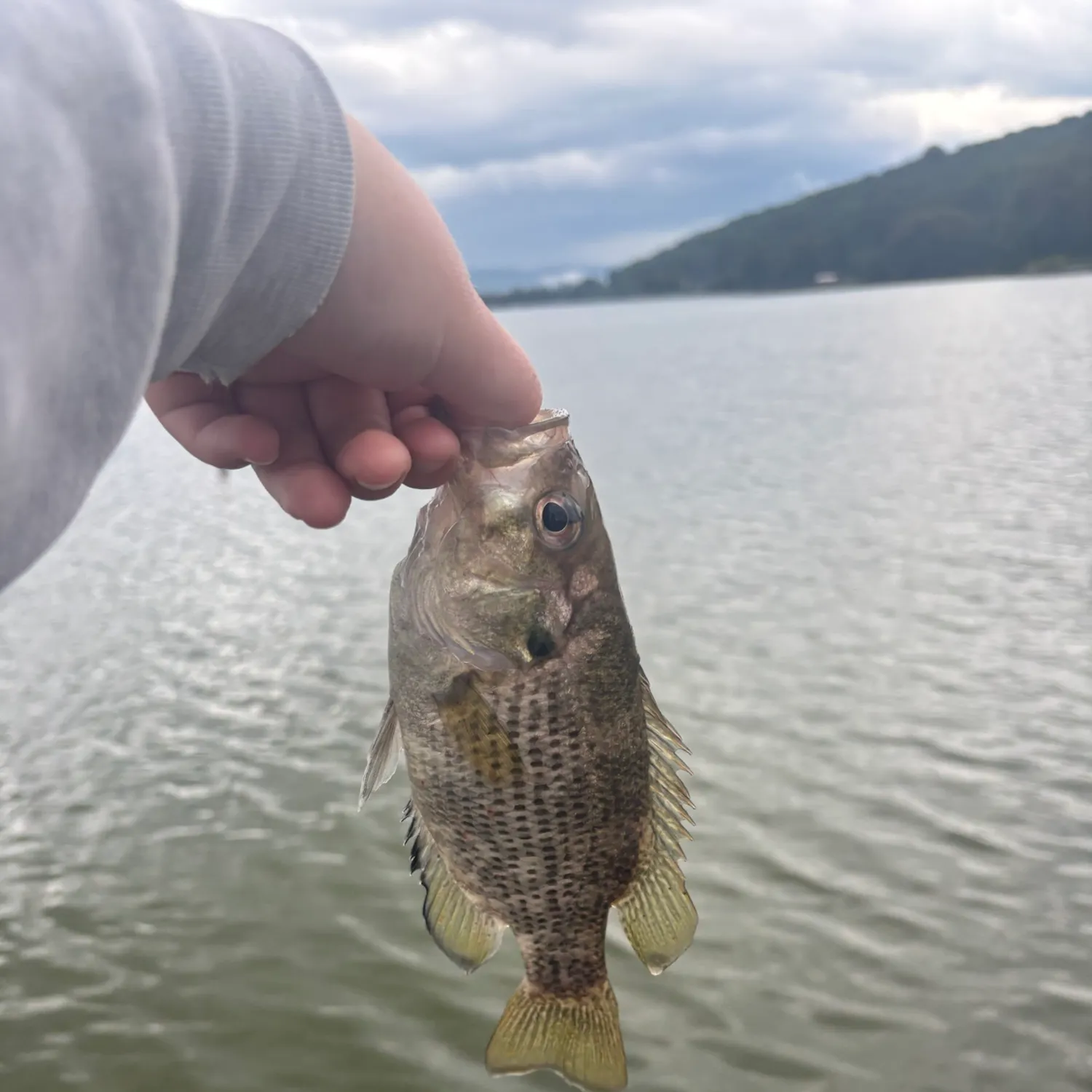 Rock bass caught on Fishbrain