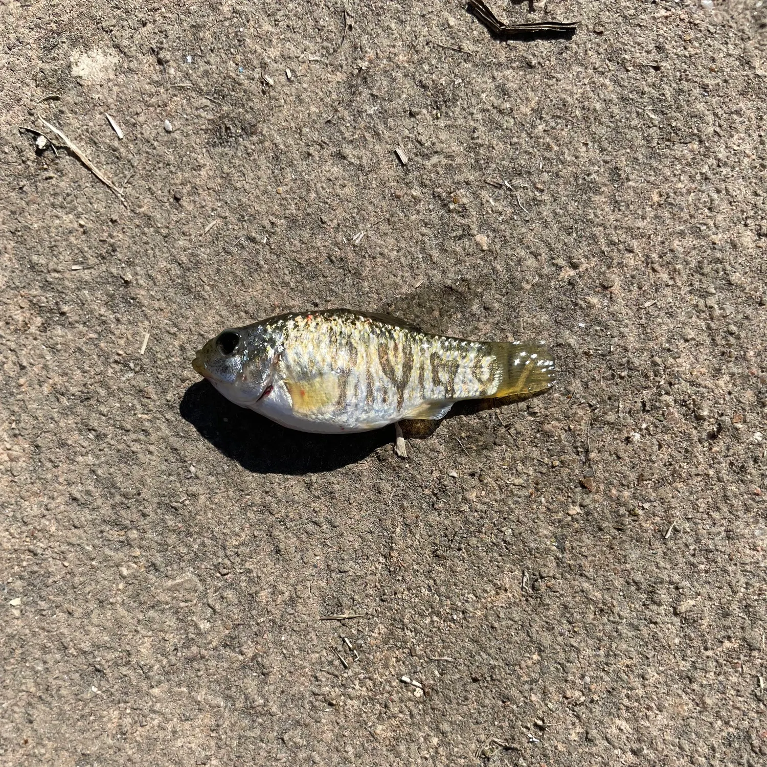 The most recent Guppy catches on Fishbrain