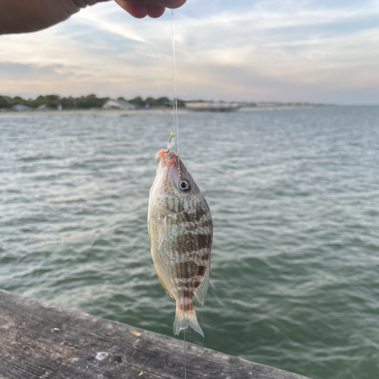 Pinfish caught on Fishbrain