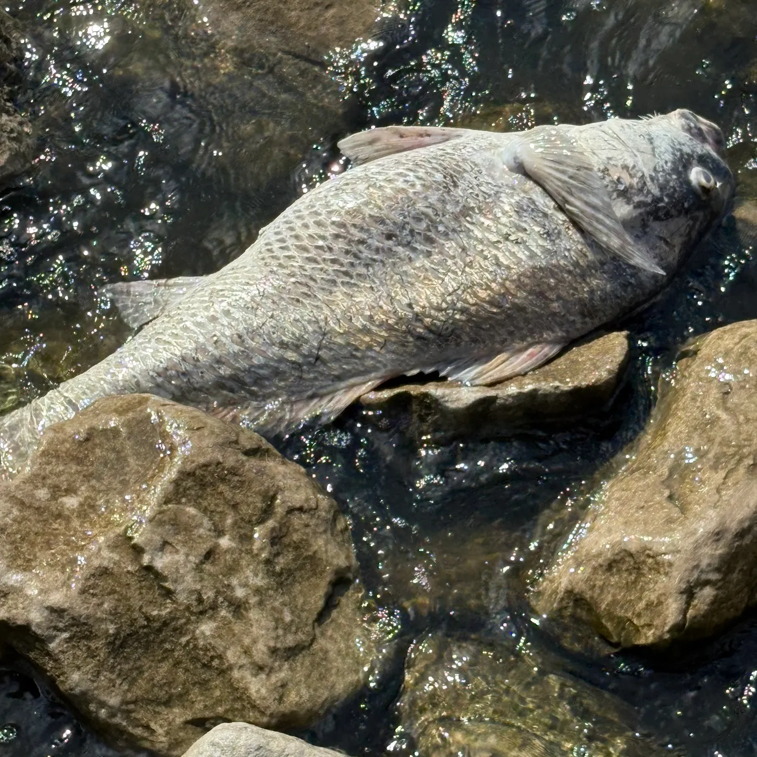 Black drum caught on Fishbrain