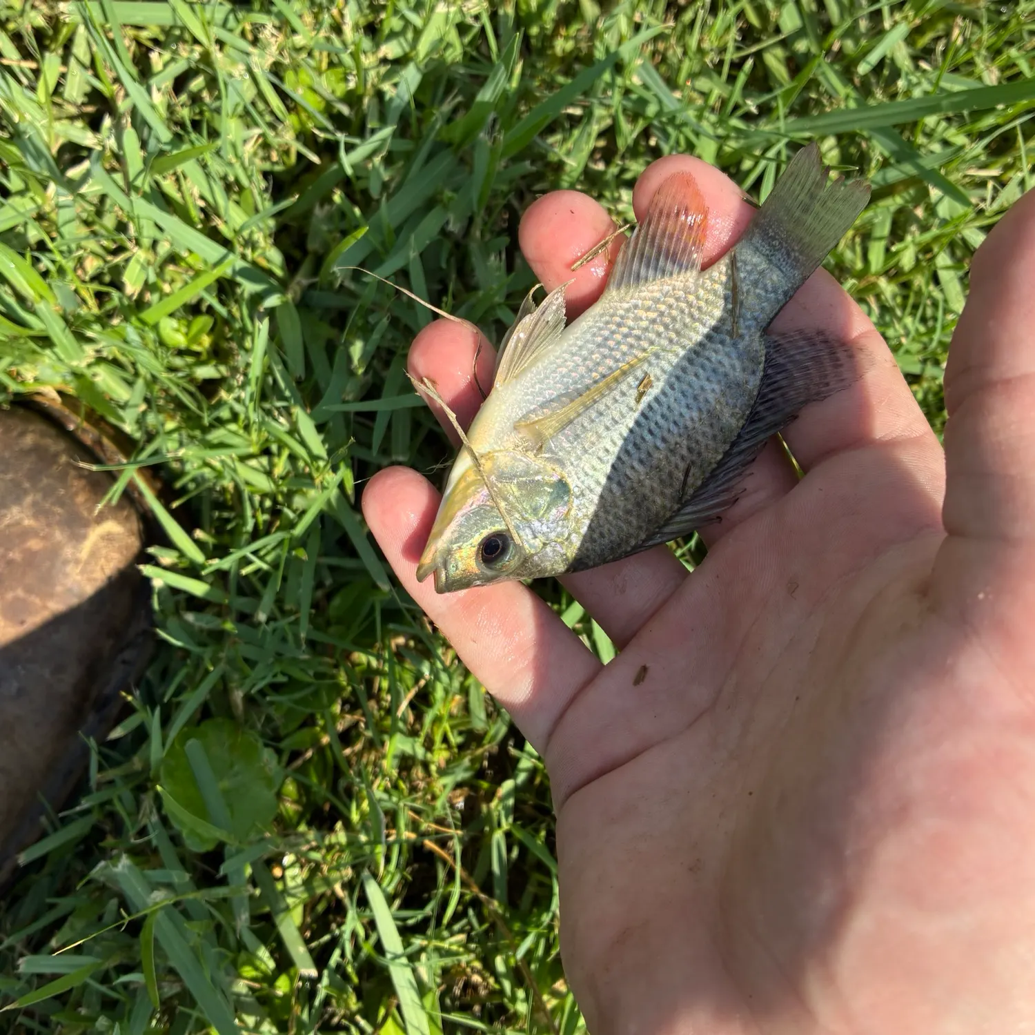 Blue tilapia caught on Fishbrain