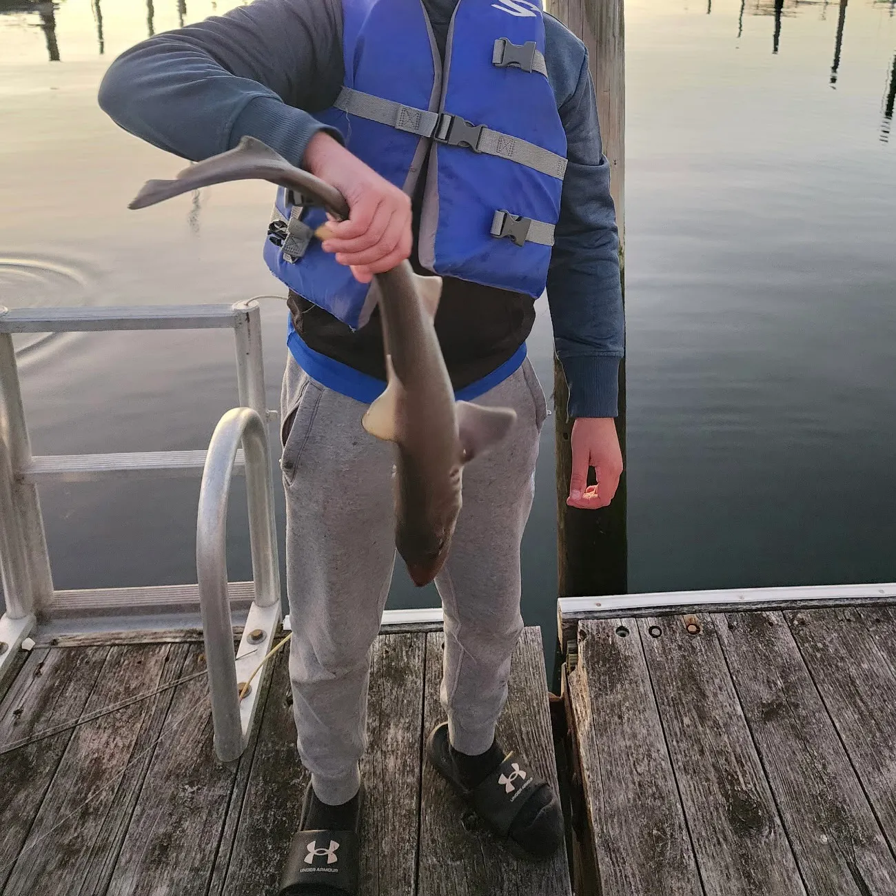 Dusky smooth-hound caught on Fishbrain