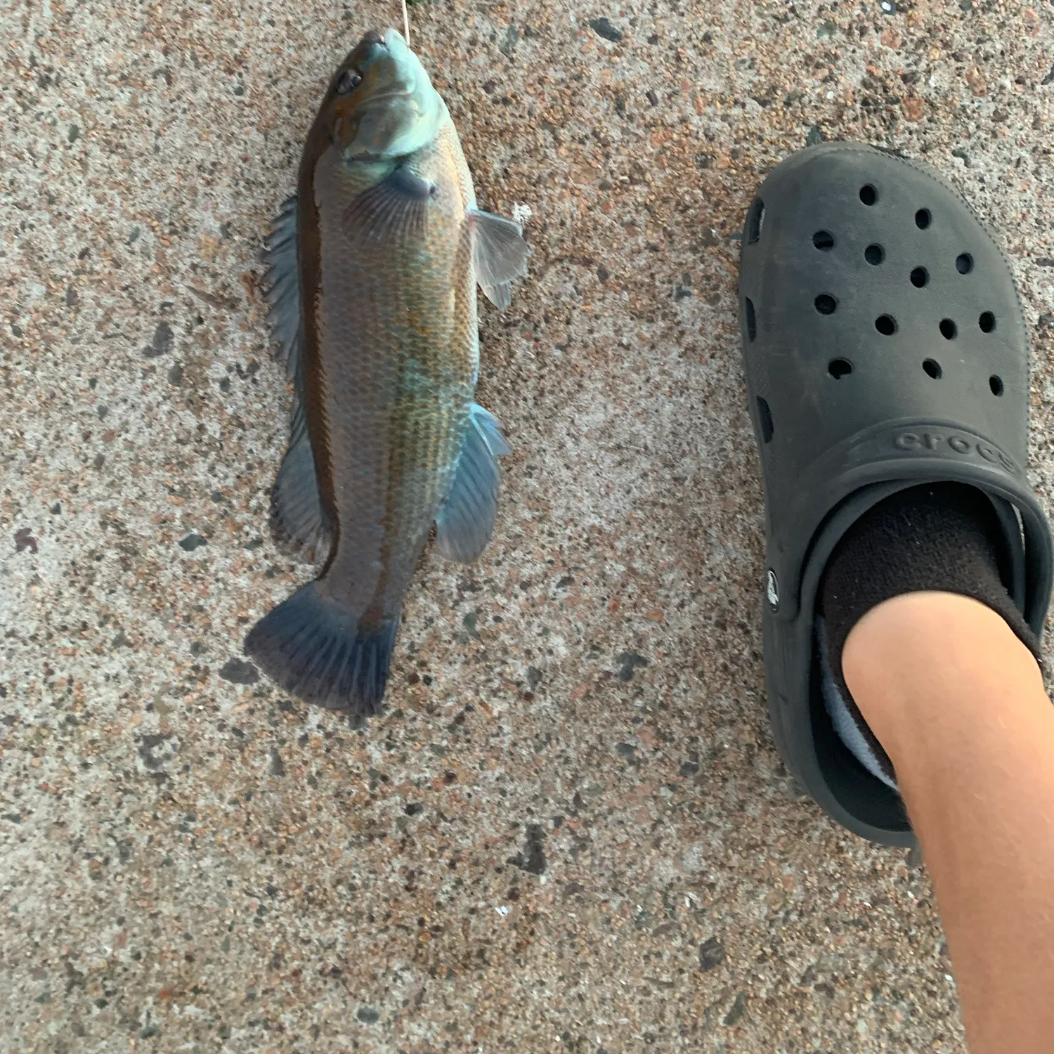 Cunner caught on Fishbrain