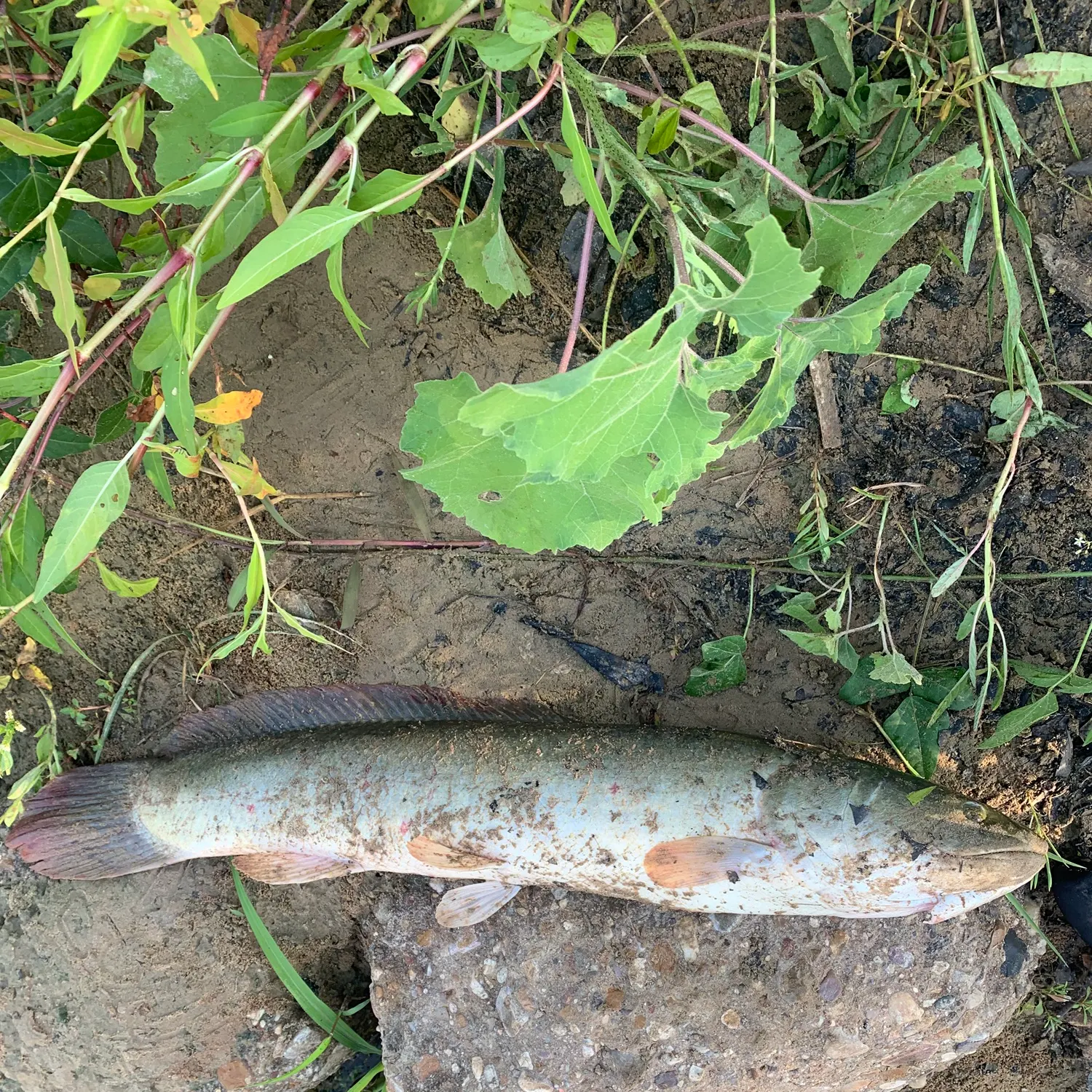 Eyetail bowfin caught on Fishbrain