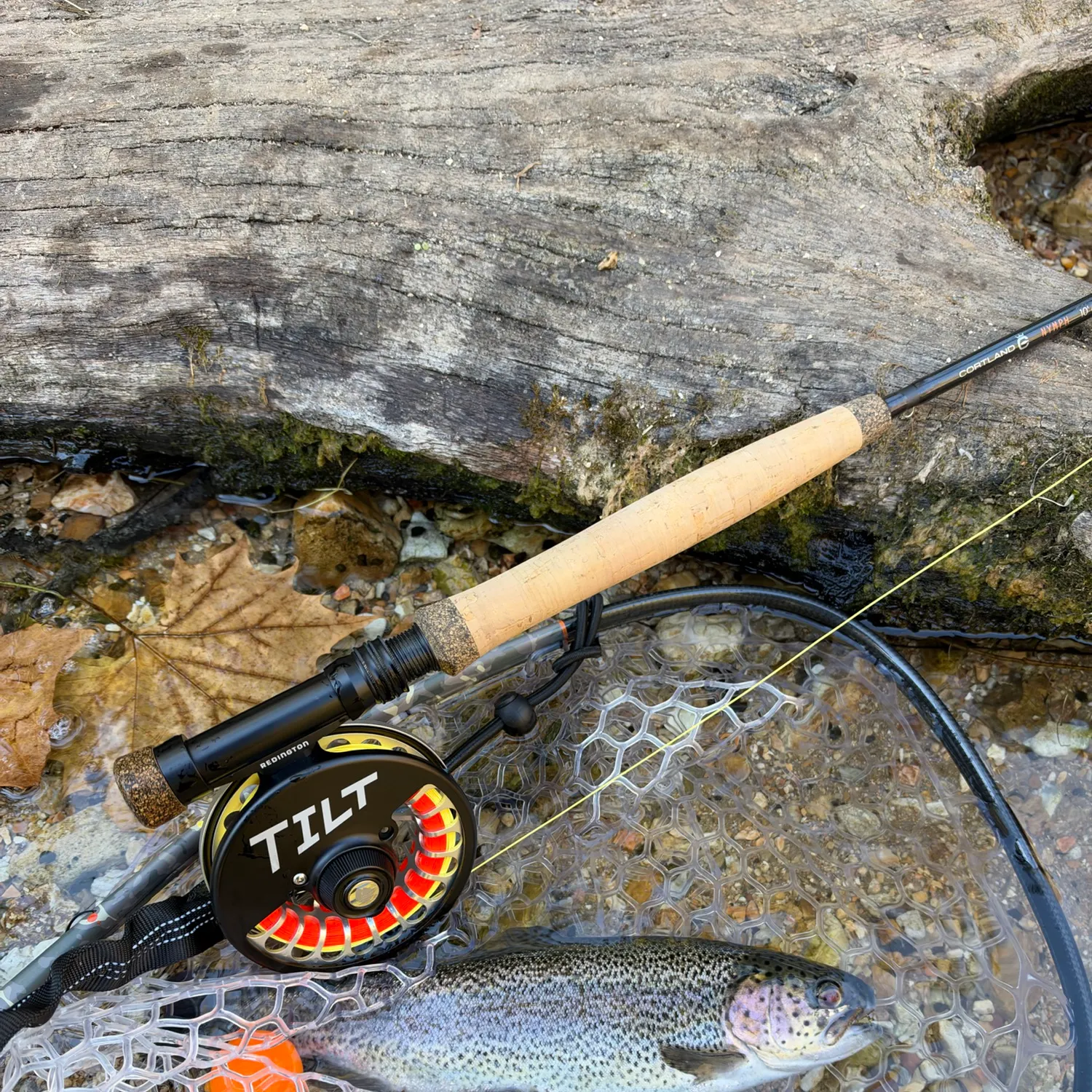 Rainbow trout caught on Fishbrain
