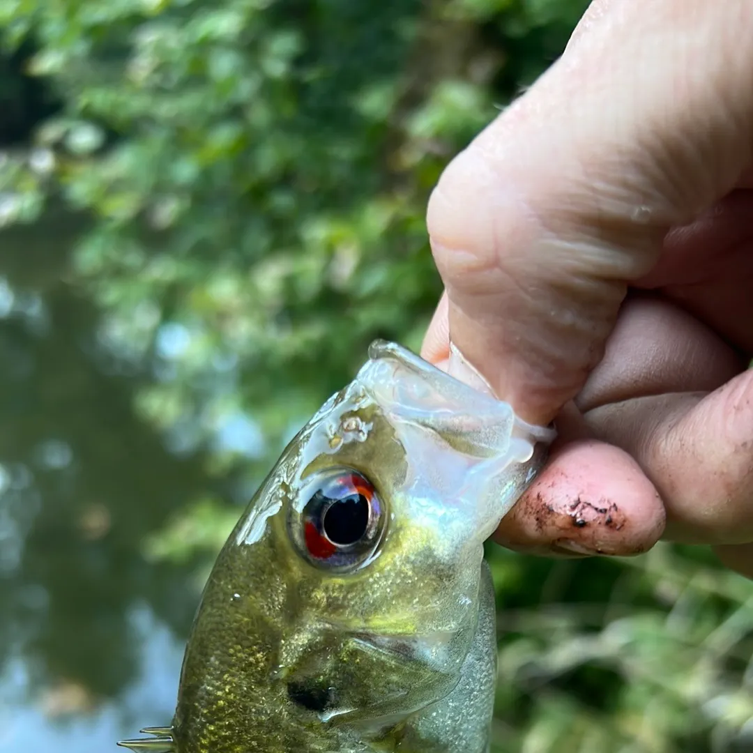Rock bass caught on Fishbrain