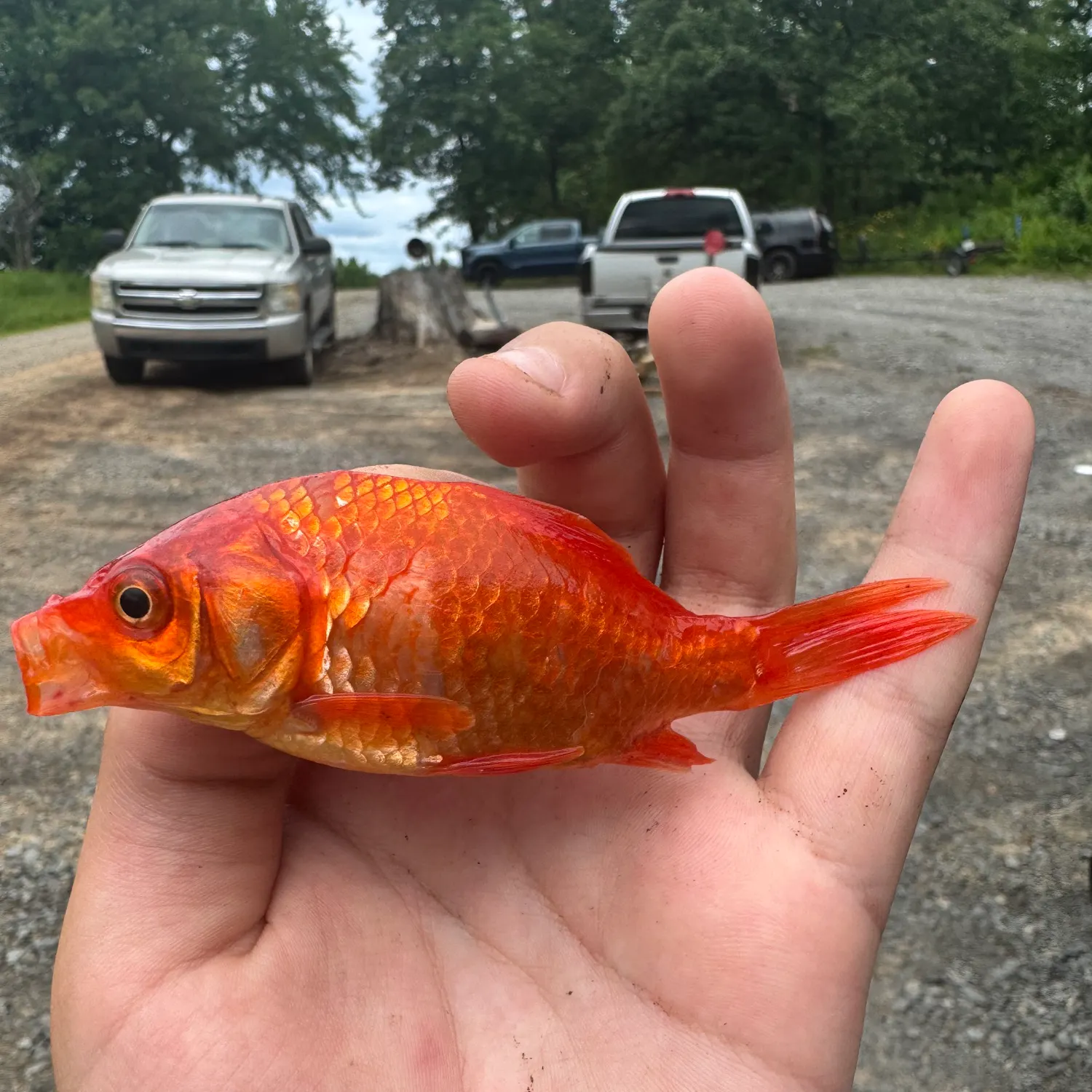 The most recent Goldfish catches on Fishbrain
