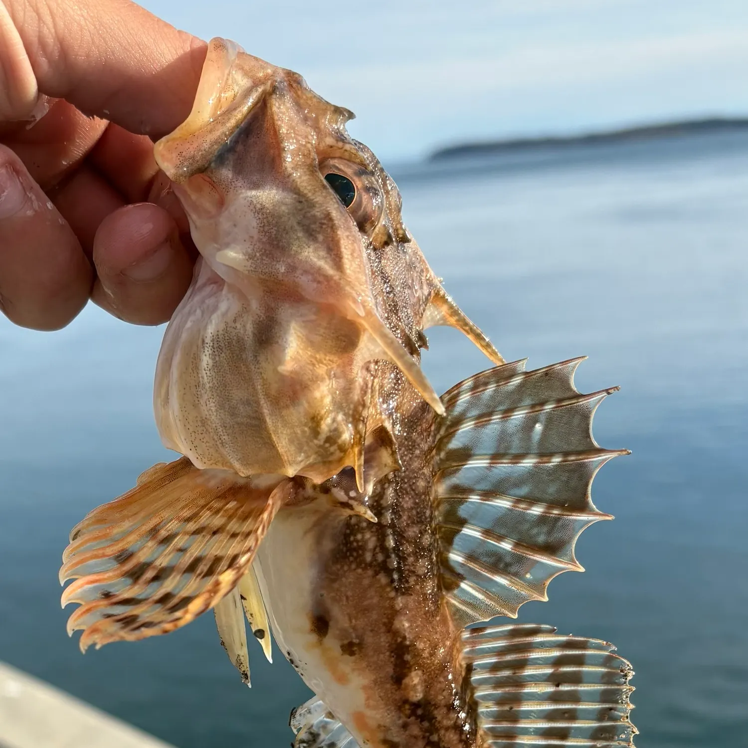 Longhorn sculpin caught on Fishbrain