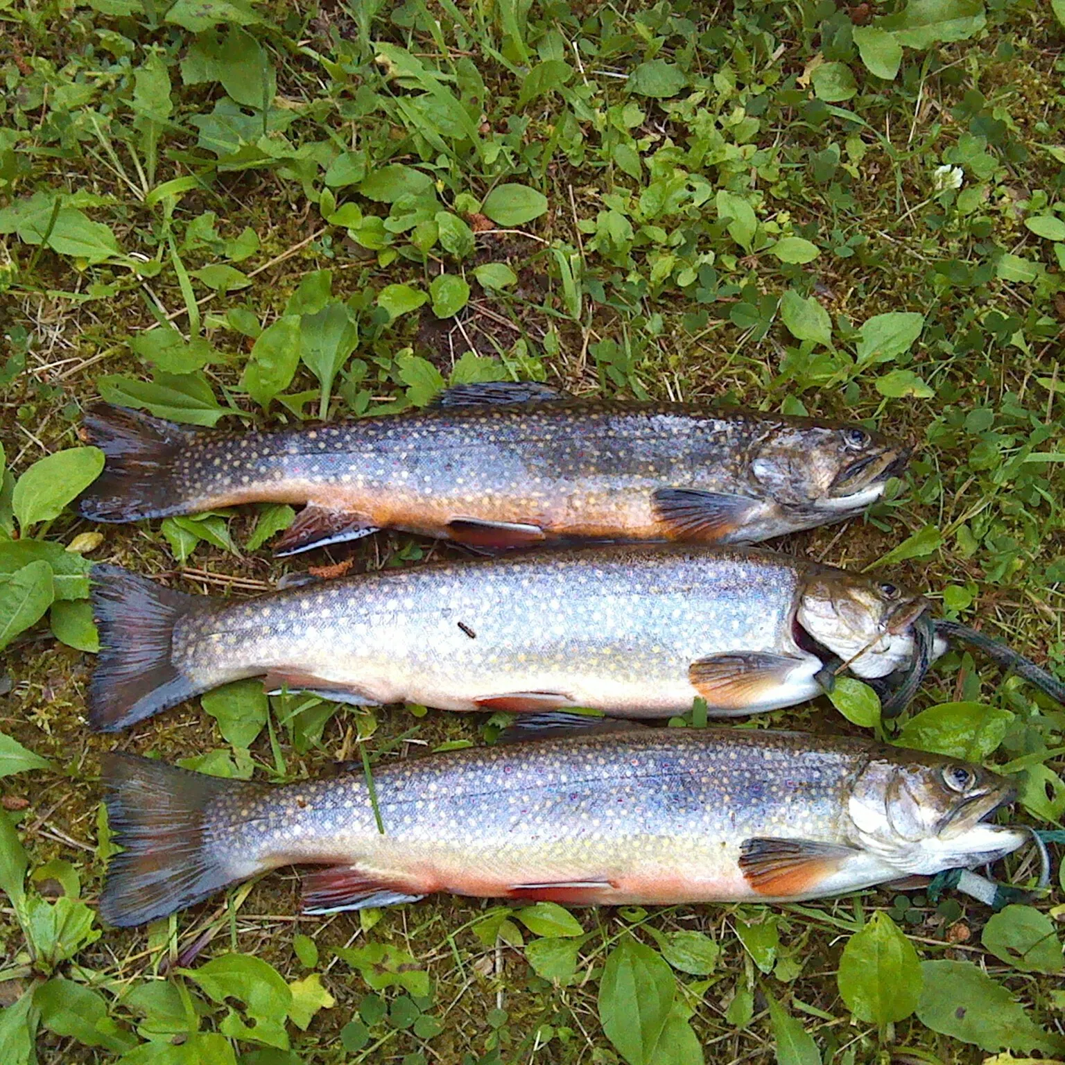 recently logged catches