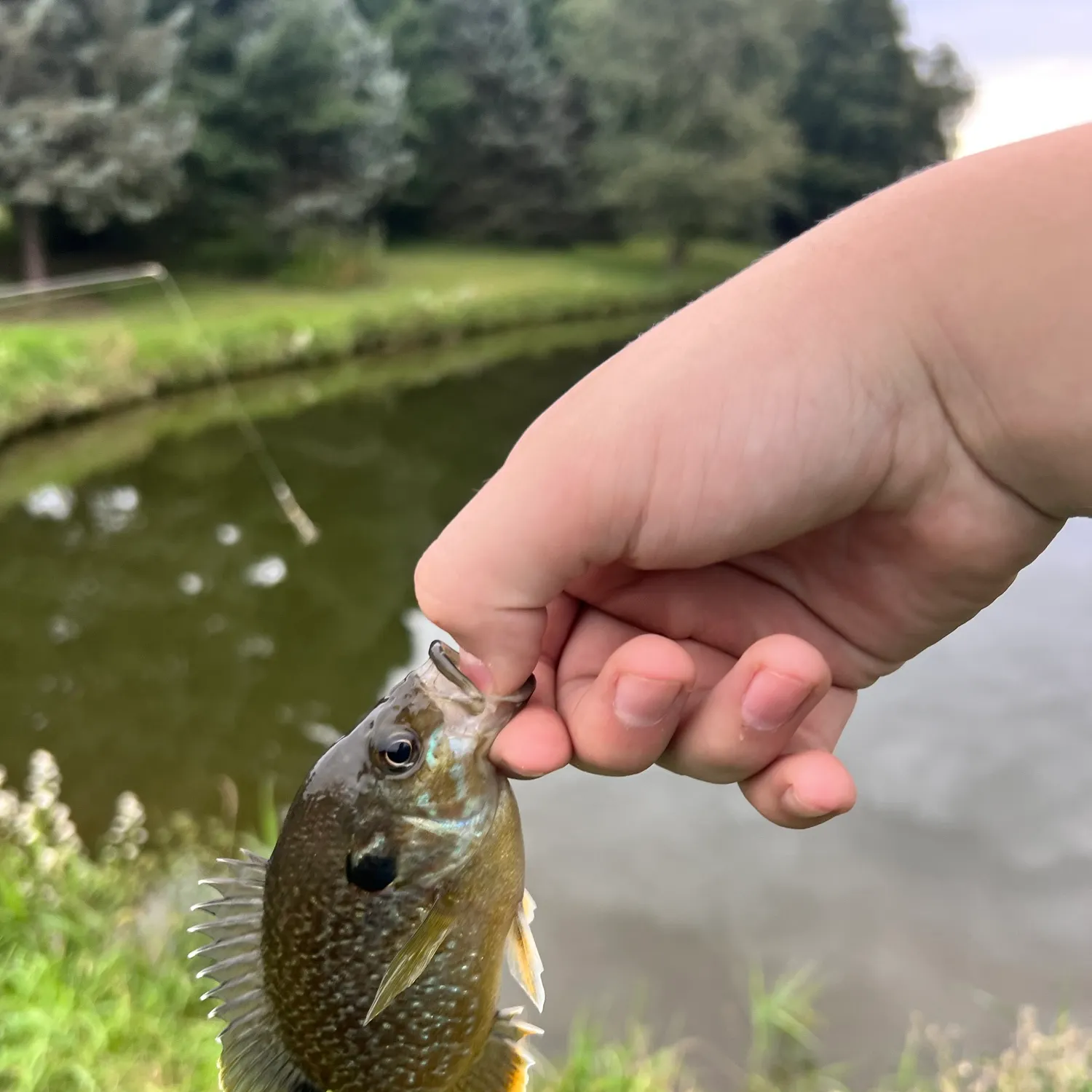 Greengill hybrid caught on Fishbrain