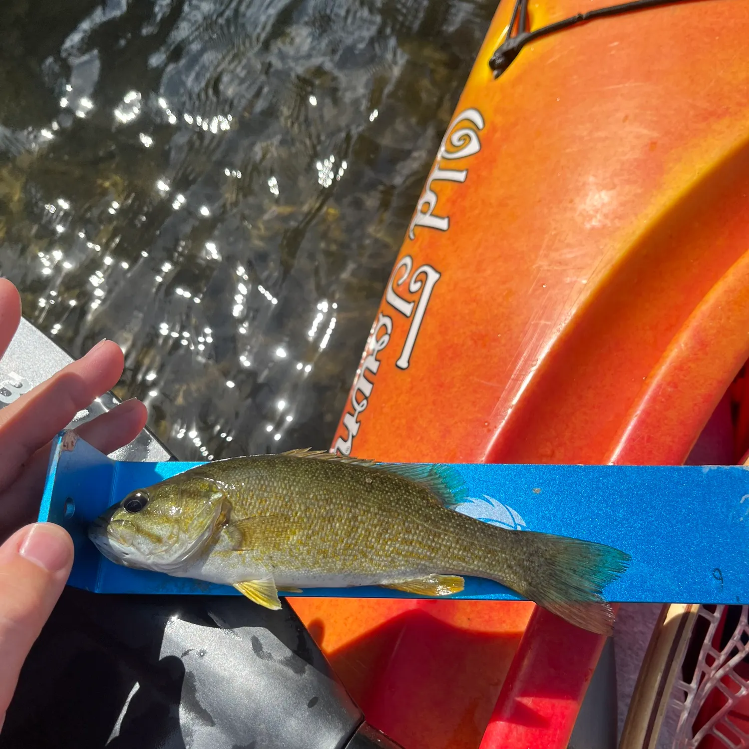 Smallmouth bass caught on Fishbrain