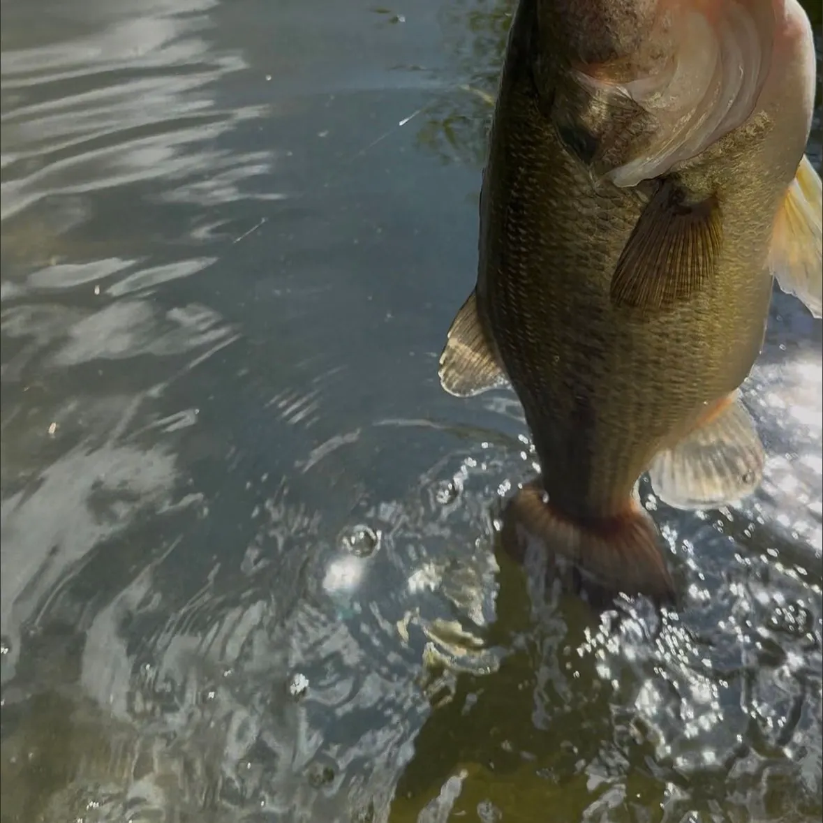 Largemouth bass caught on Fishbrain