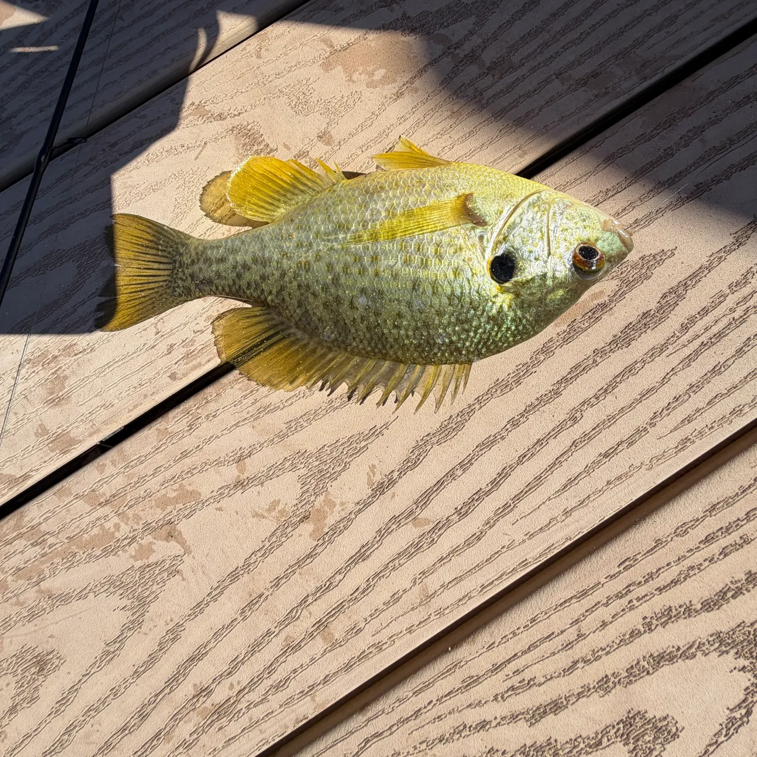 Redear sunfish caught on Fishbrain