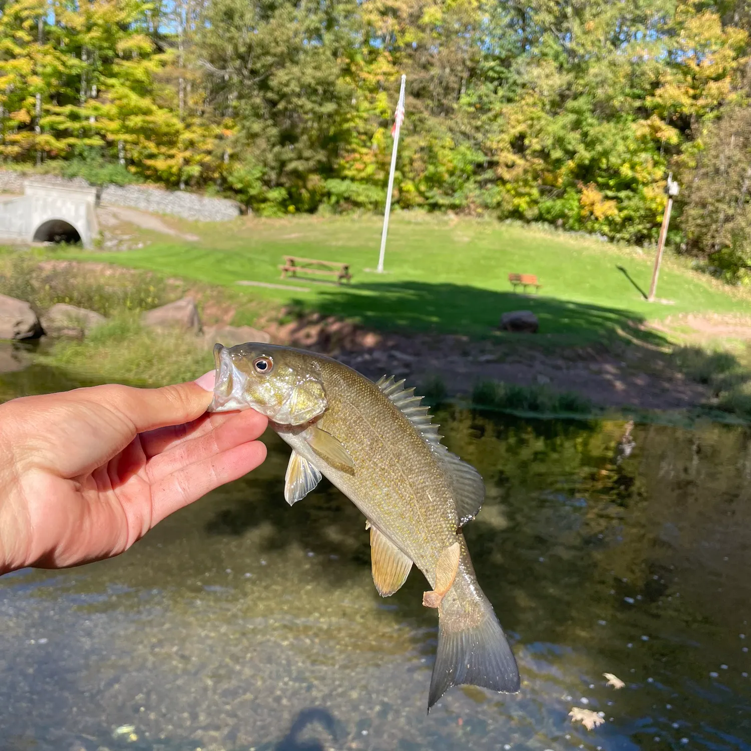 Smallmouth bass caught on Fishbrain
