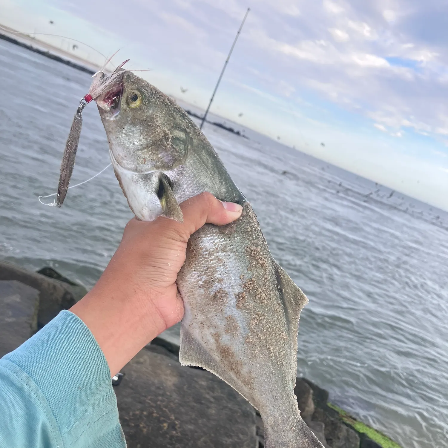 Bluefish caught on Fishbrain