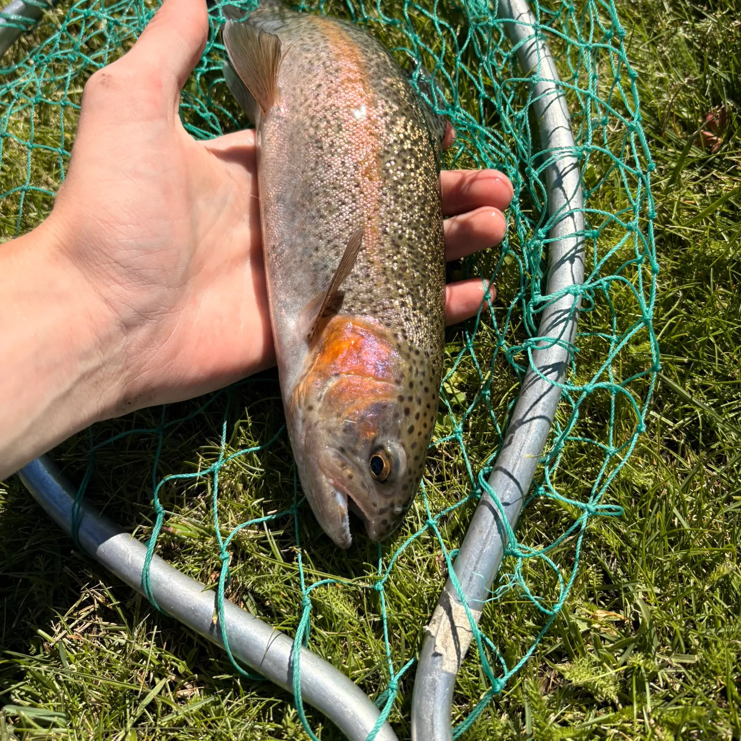 Rainbow trout caught on Fishbrain