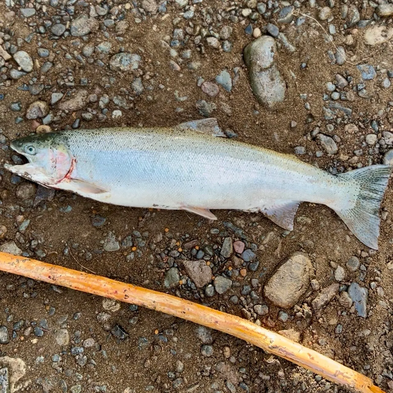 The most recent Steelhead catches on Fishbrain