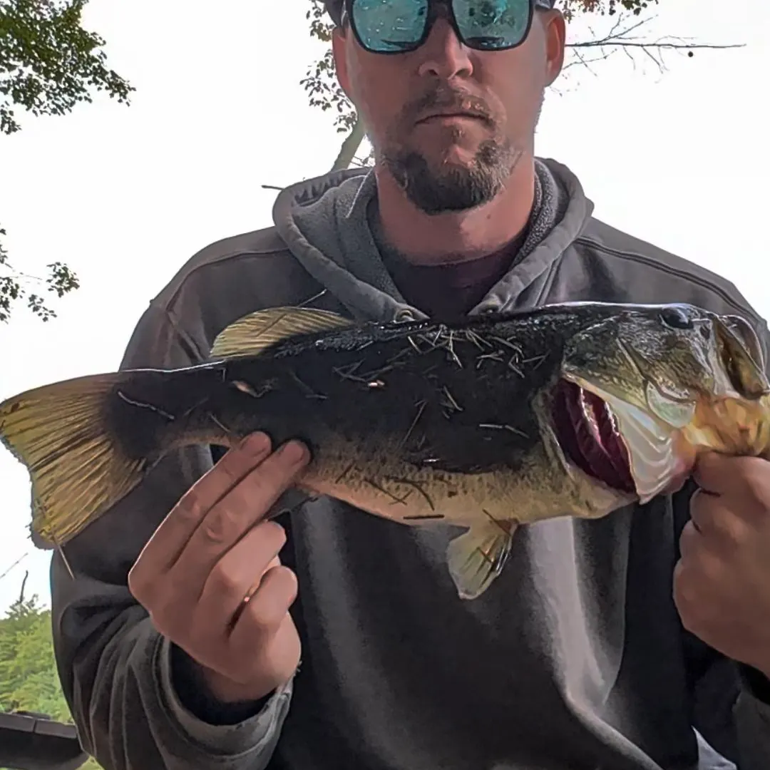 Largemouth bass caught on Fishbrain