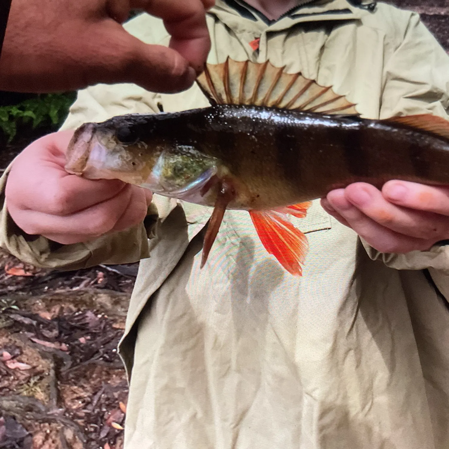 European perch caught on Fishbrain