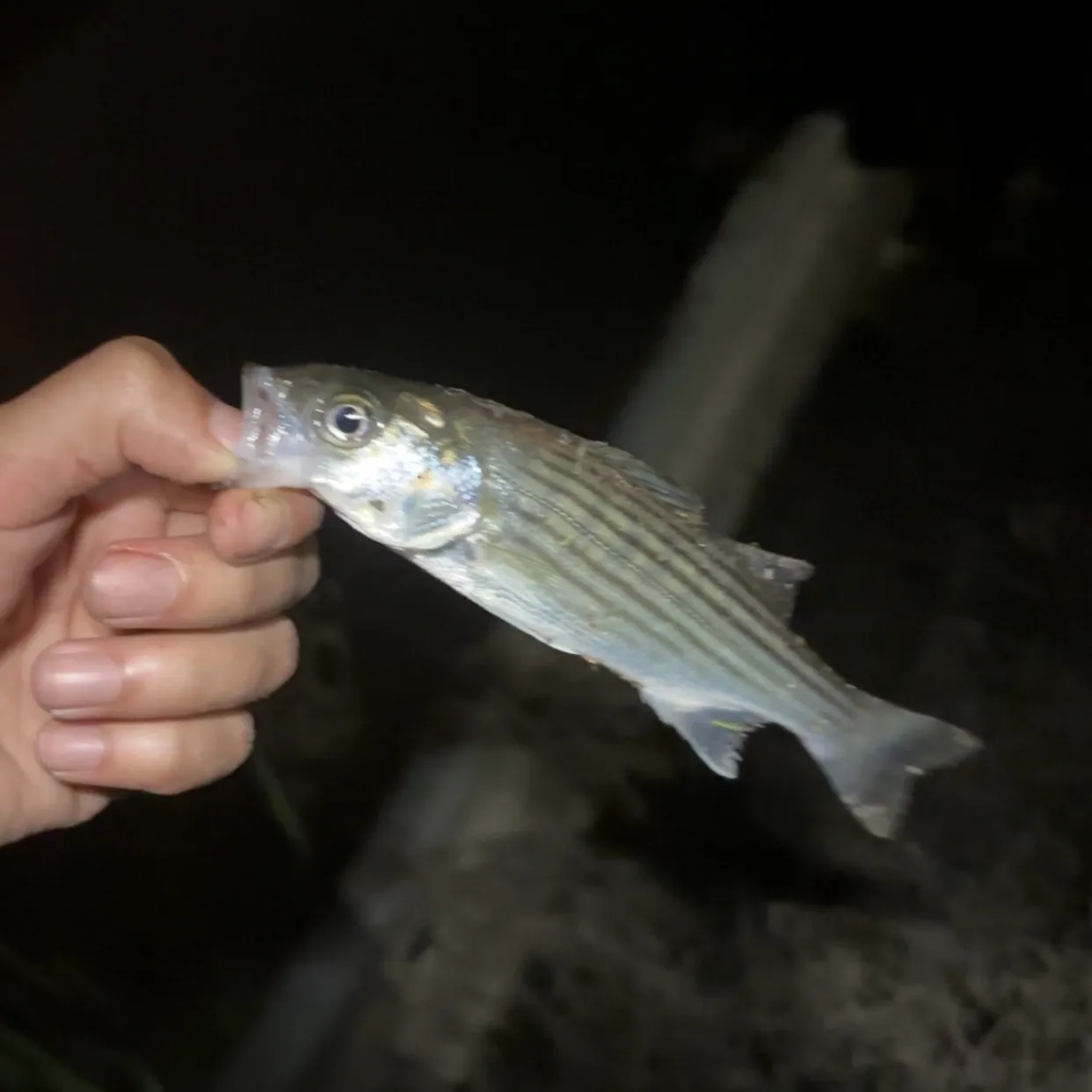 Striped bass caught on Fishbrain