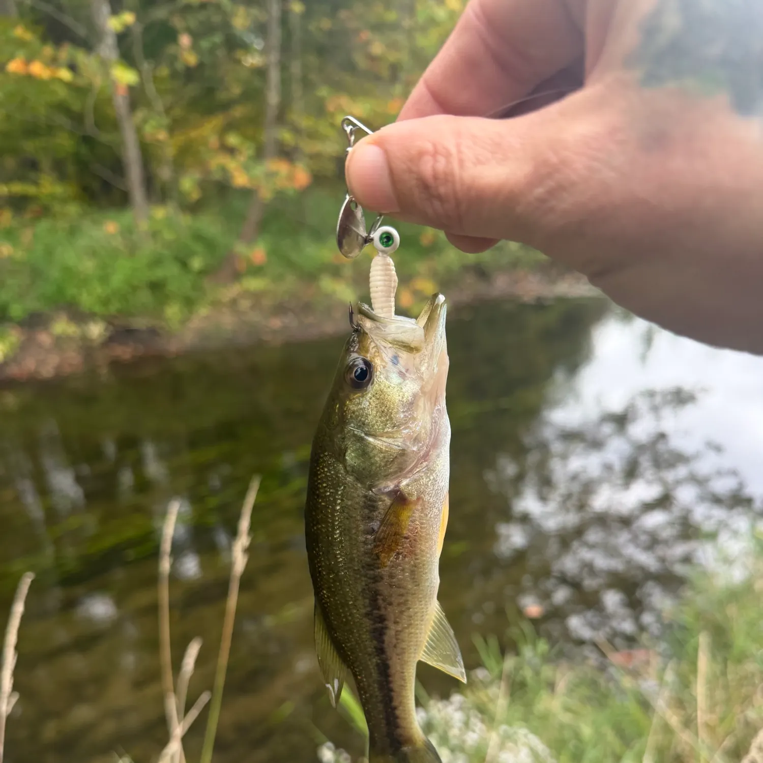 Spotted bass caught on Fishbrain