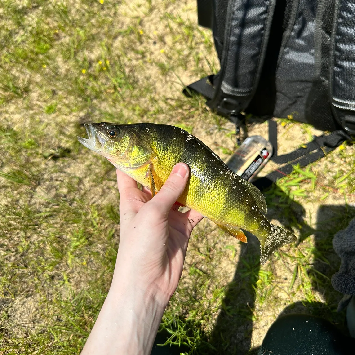 Yellow perch caught on Fishbrain