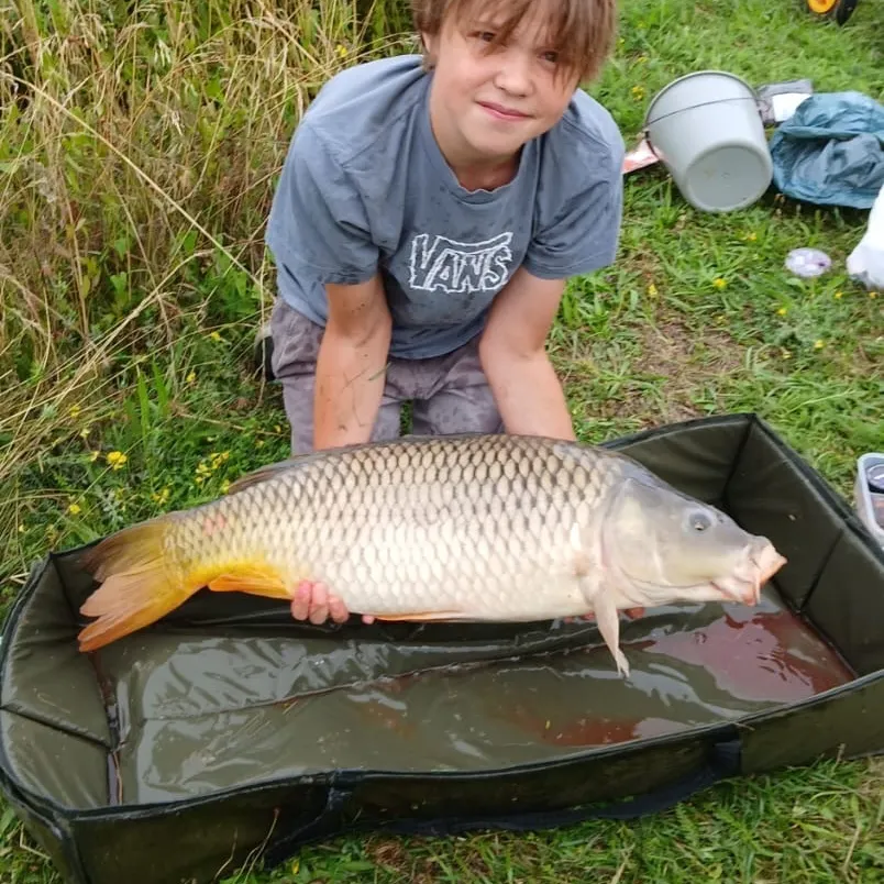Common carp caught on Fishbrain
