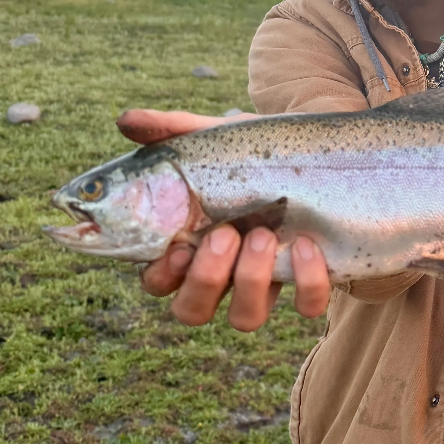 Rainbow trout caught on Fishbrain