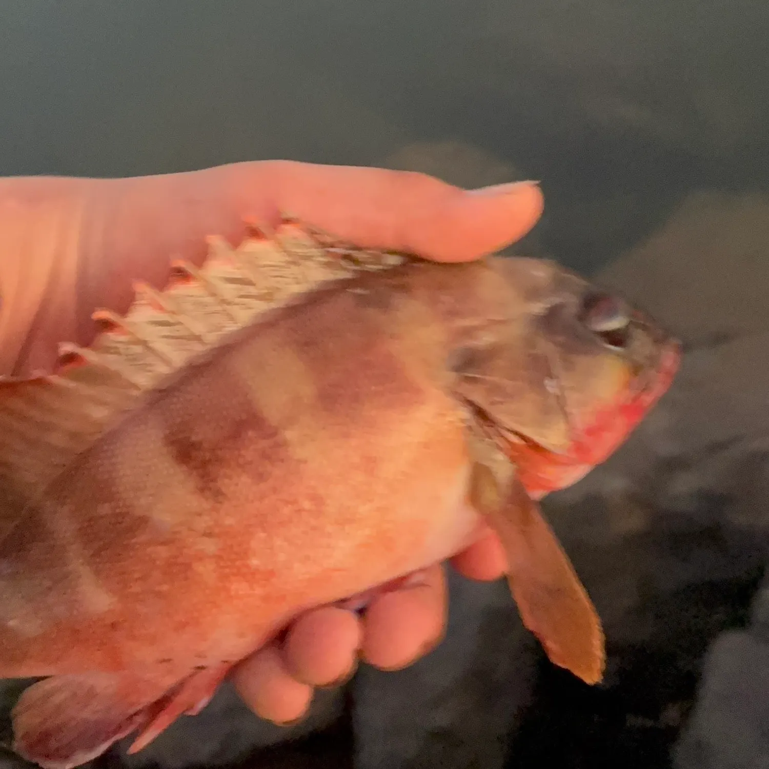 Australasian snapper caught on Fishbrain