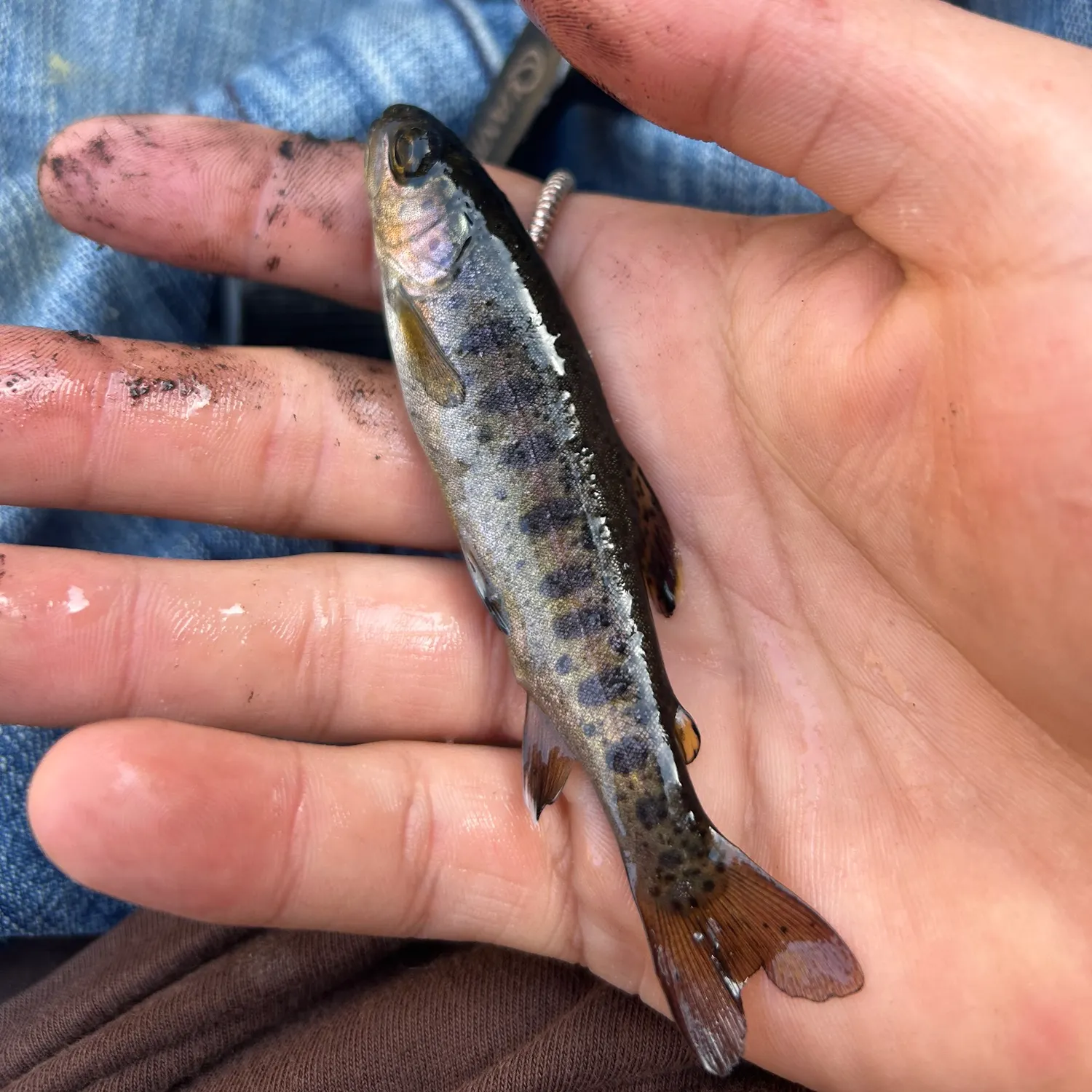 Rainbow trout caught on Fishbrain