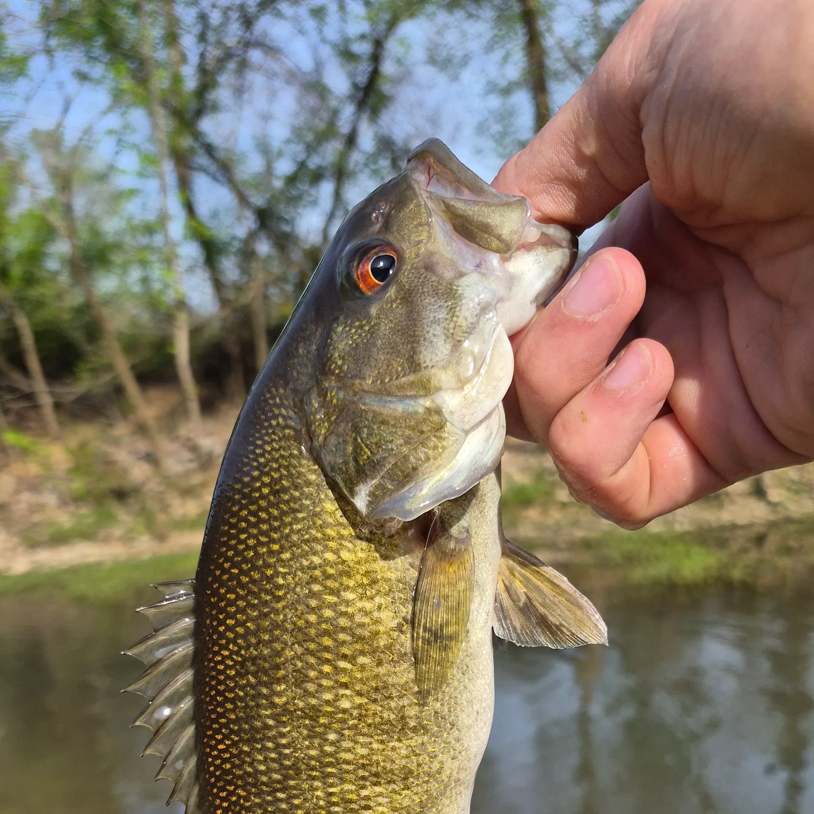 The most recent Meanmouth bass catches on Fishbrain