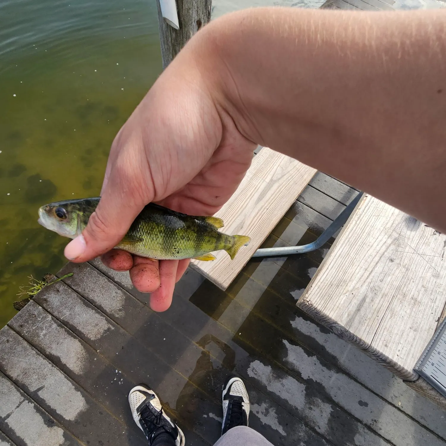Yellow perch caught on Fishbrain