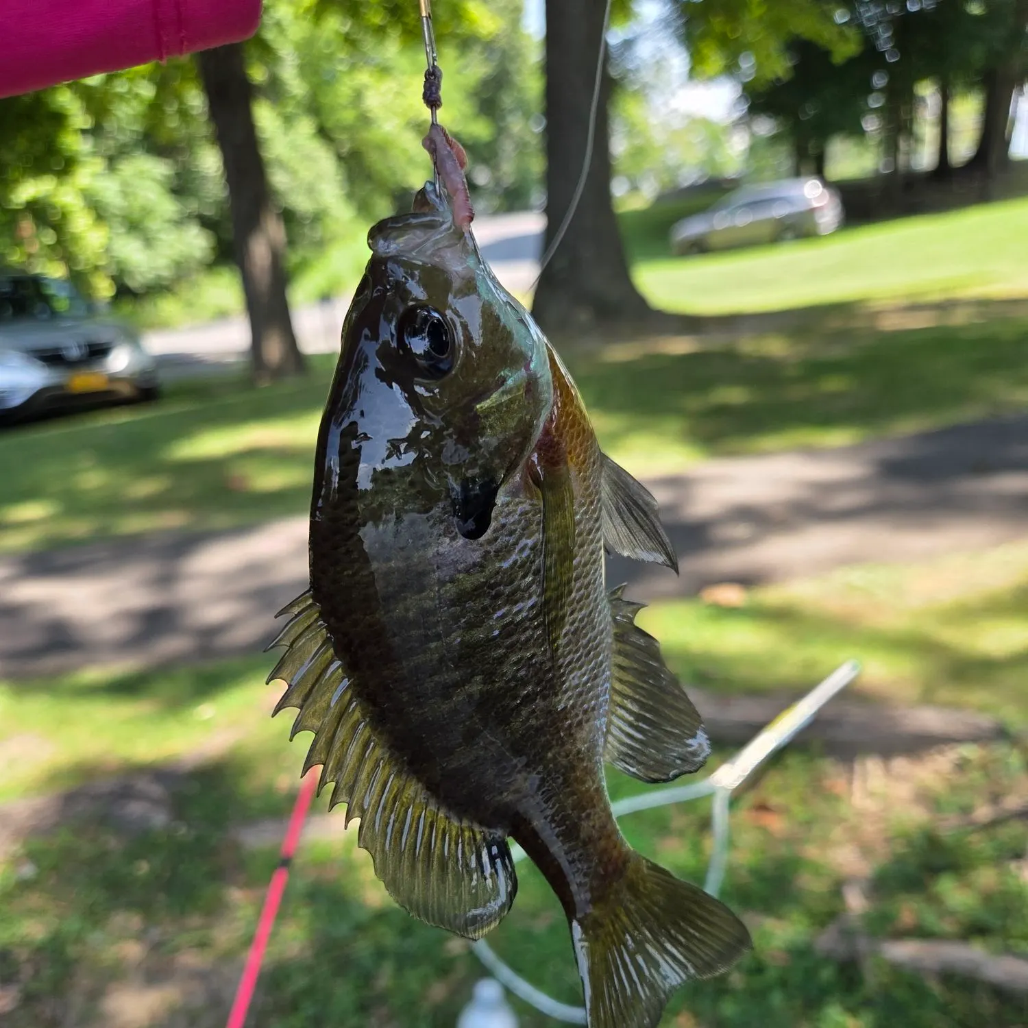 catch